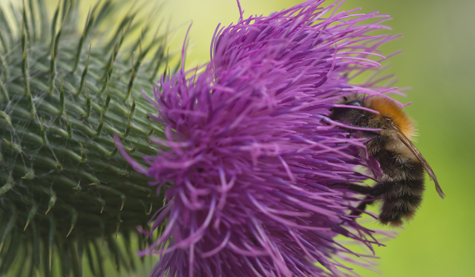 Ackerhummel (Bombus pascuorum)