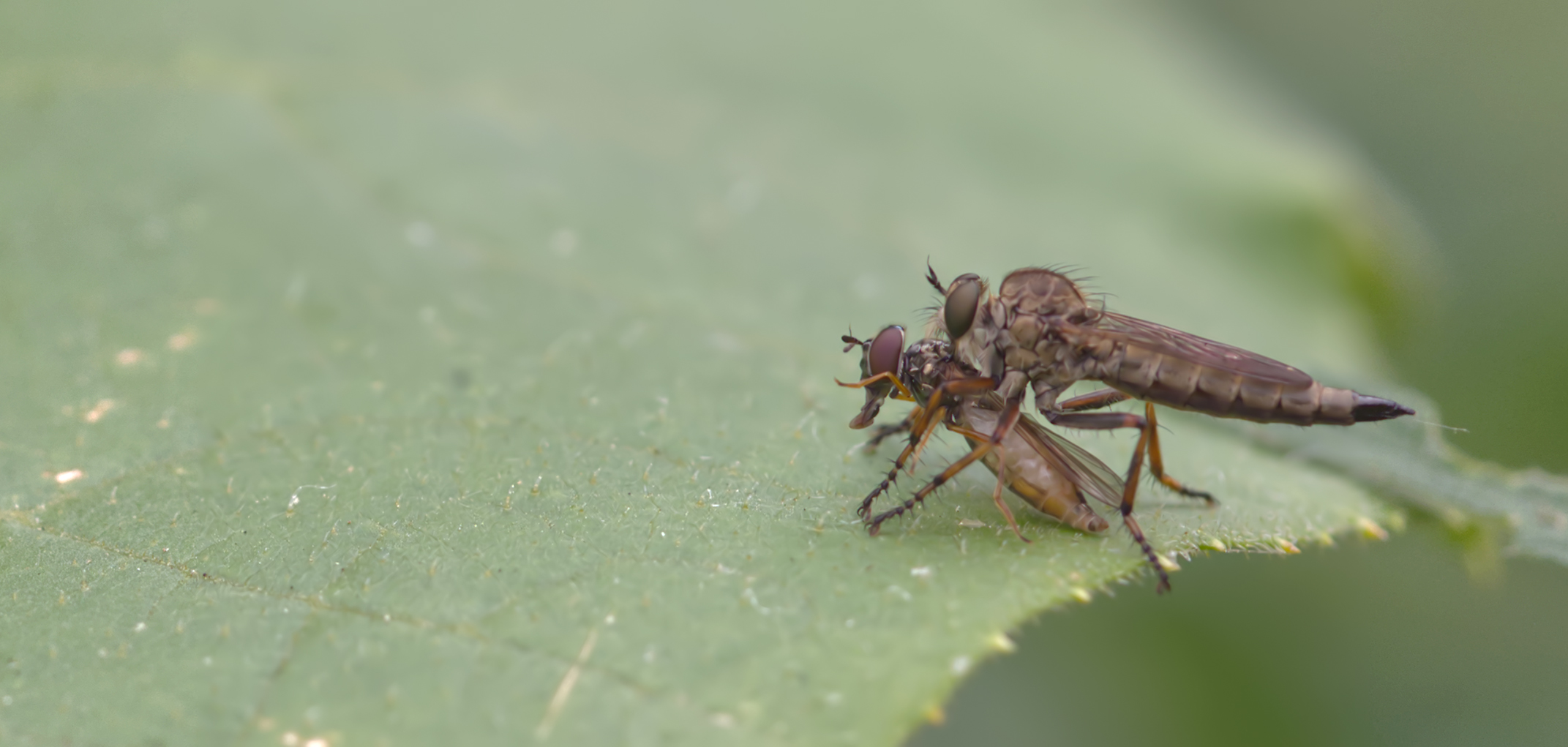 Alabasterfliege mit Beute (Pamponerus germanicus)