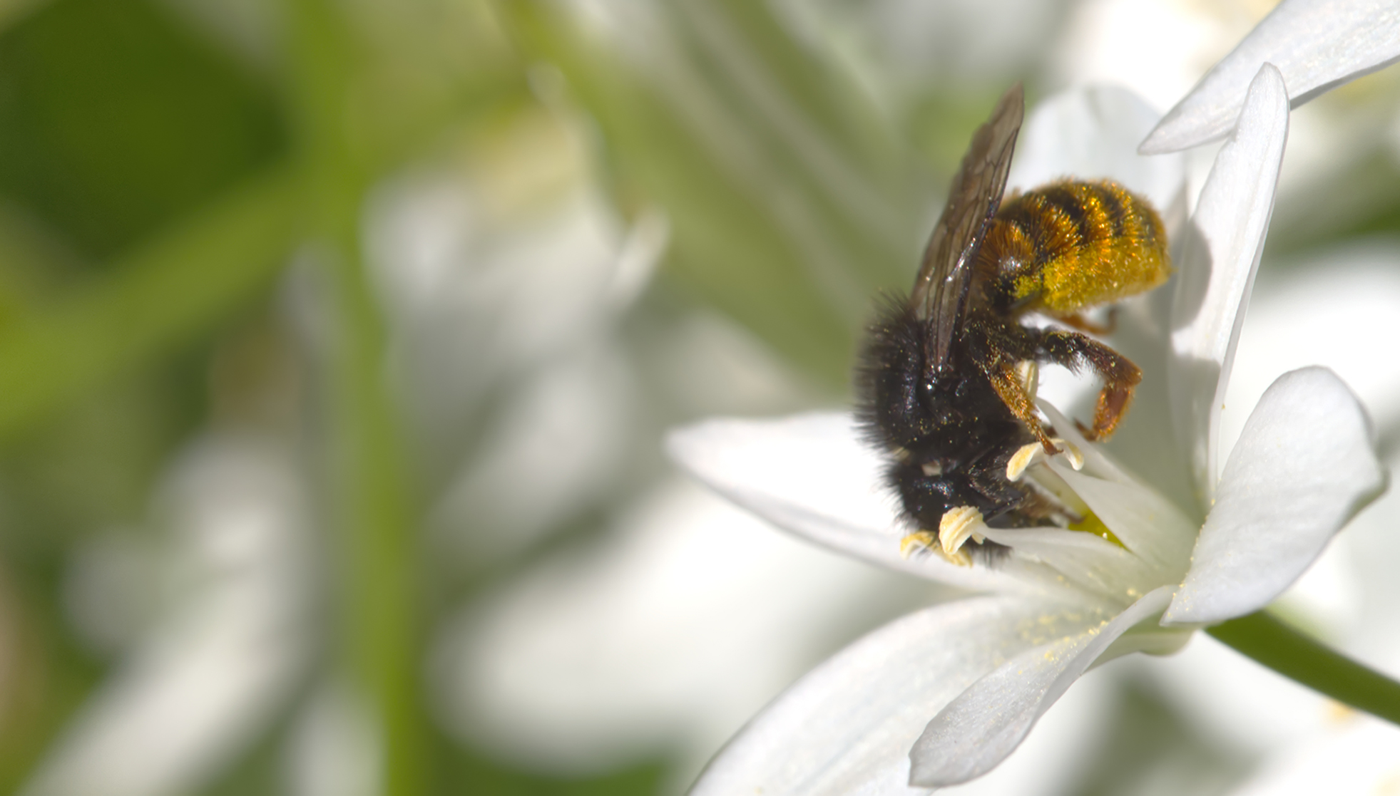 Rostrote Mauerbiene (Osmia bicornis)