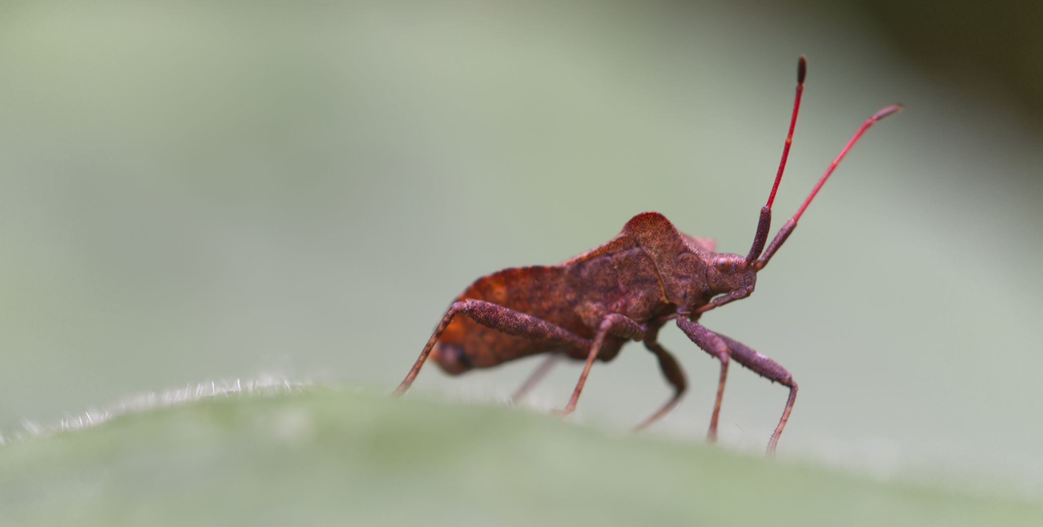 Lederwanze (Coreus marginatus)