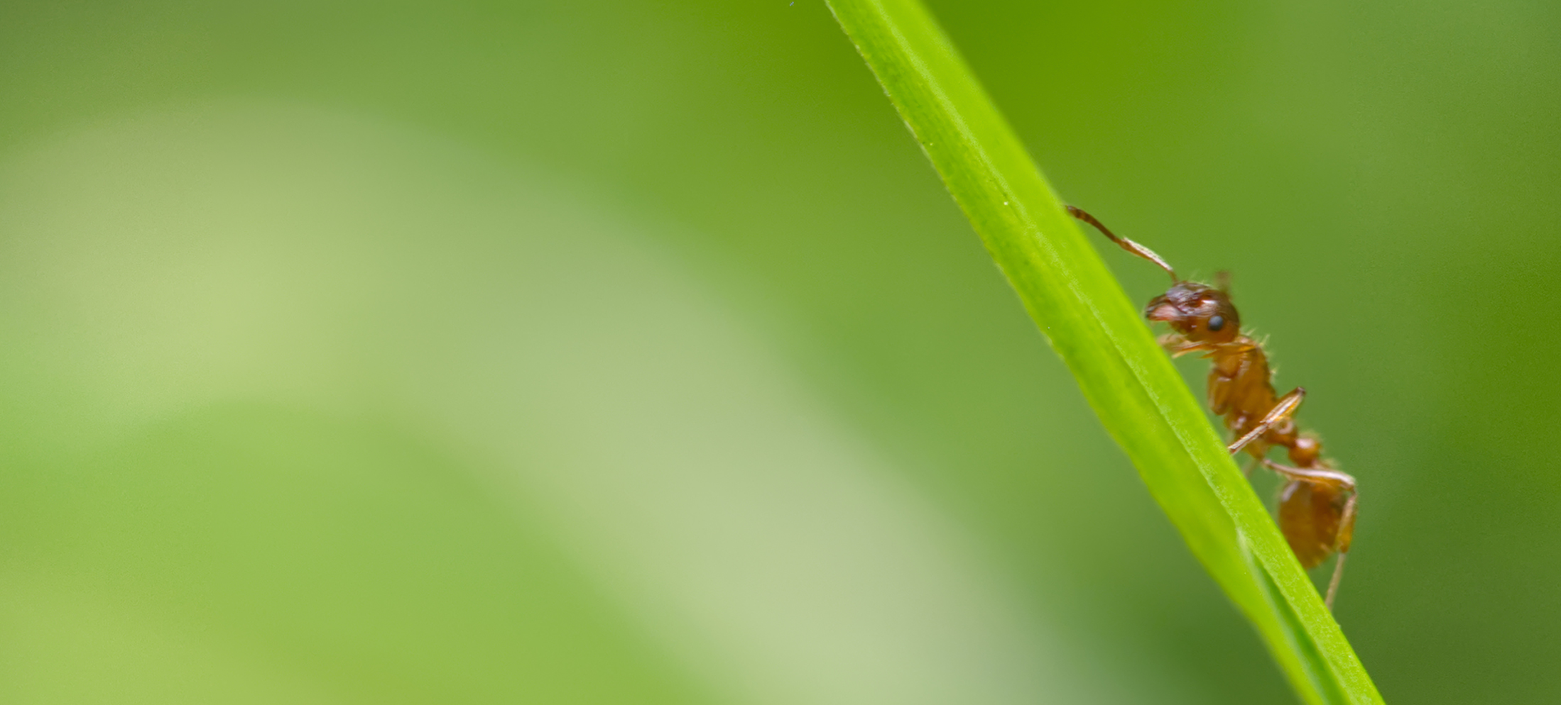 Gelbe Wiesenameise04 (Lasius flavus)