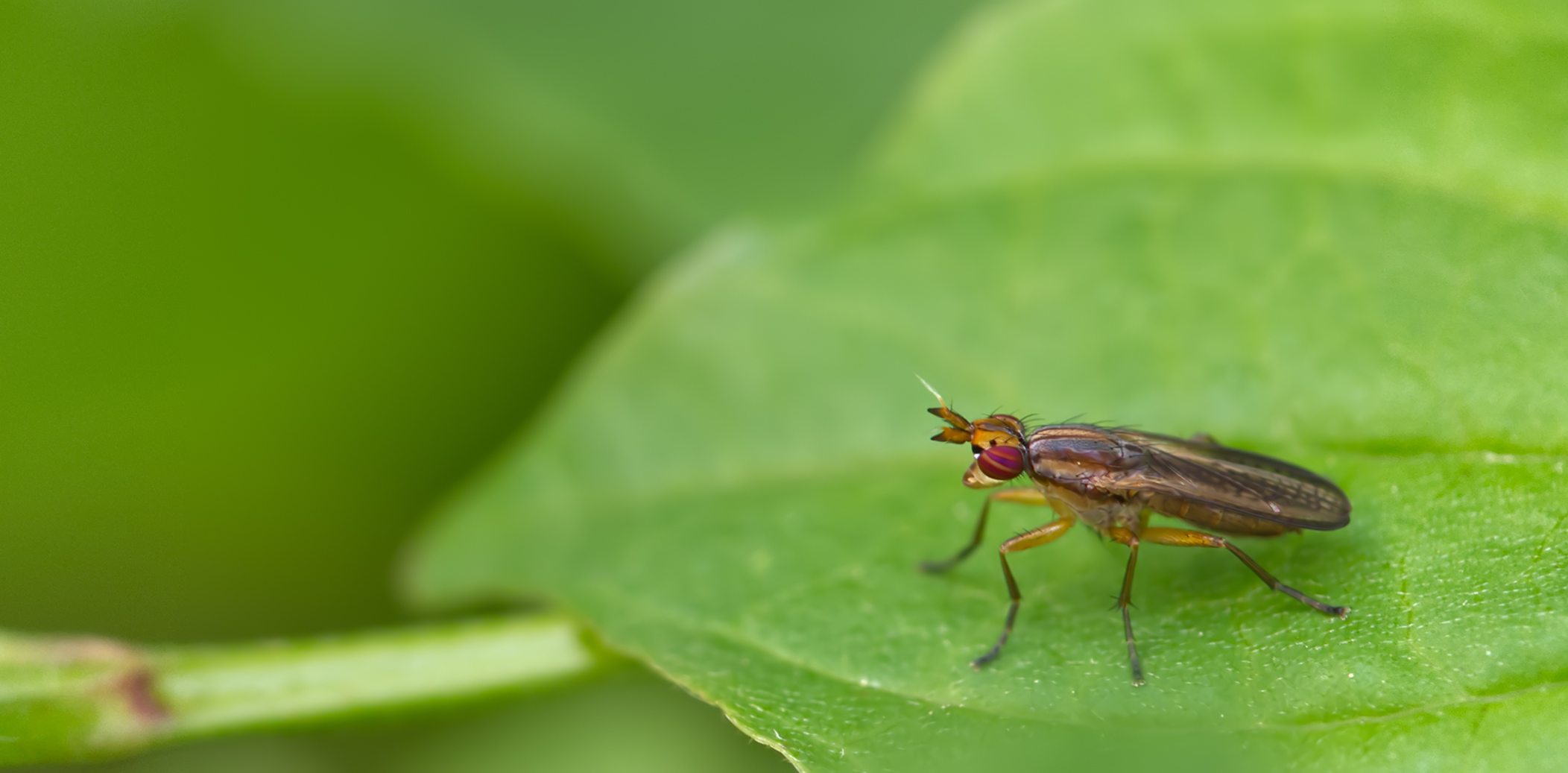 Hornfliege (Euthycera fumigata)
