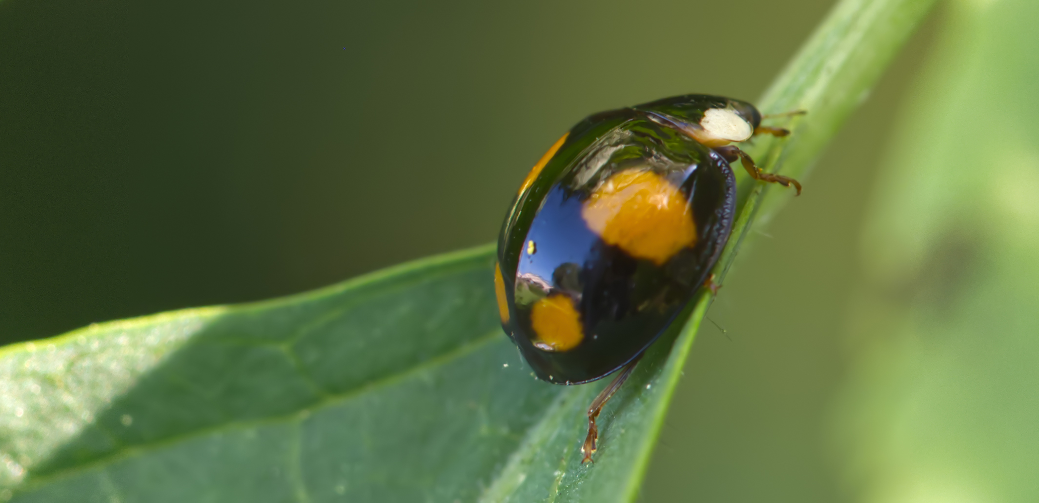 Asiatischer Marienkäfer (Harmonia axyridis)
