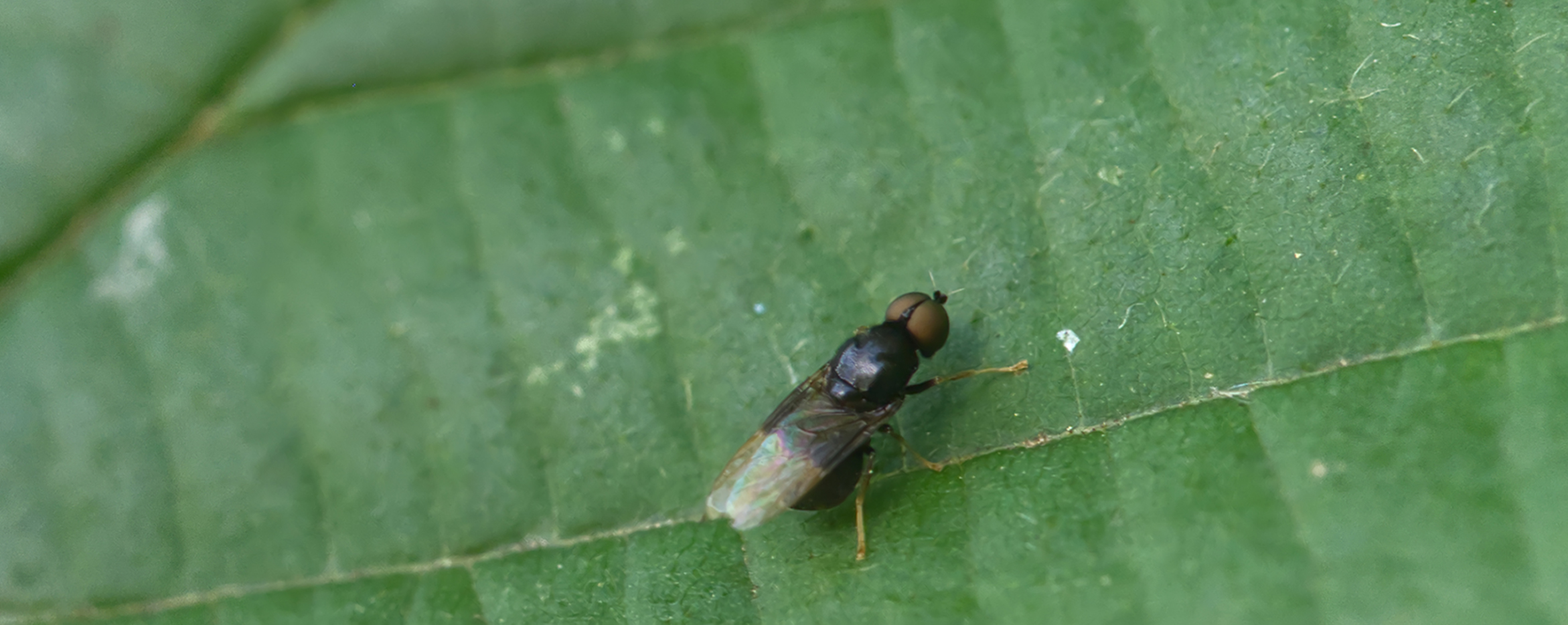 Waffenfliege (Pachygaster atra)