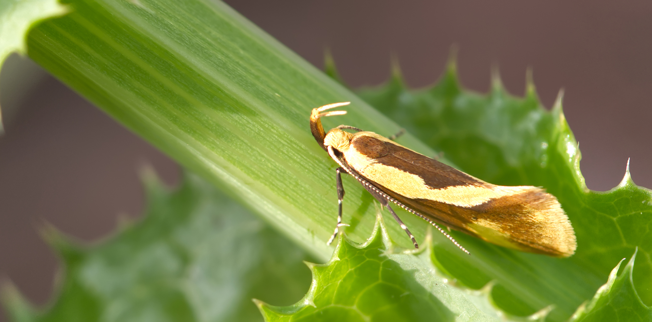 Tastermotte (Harpella forficella)