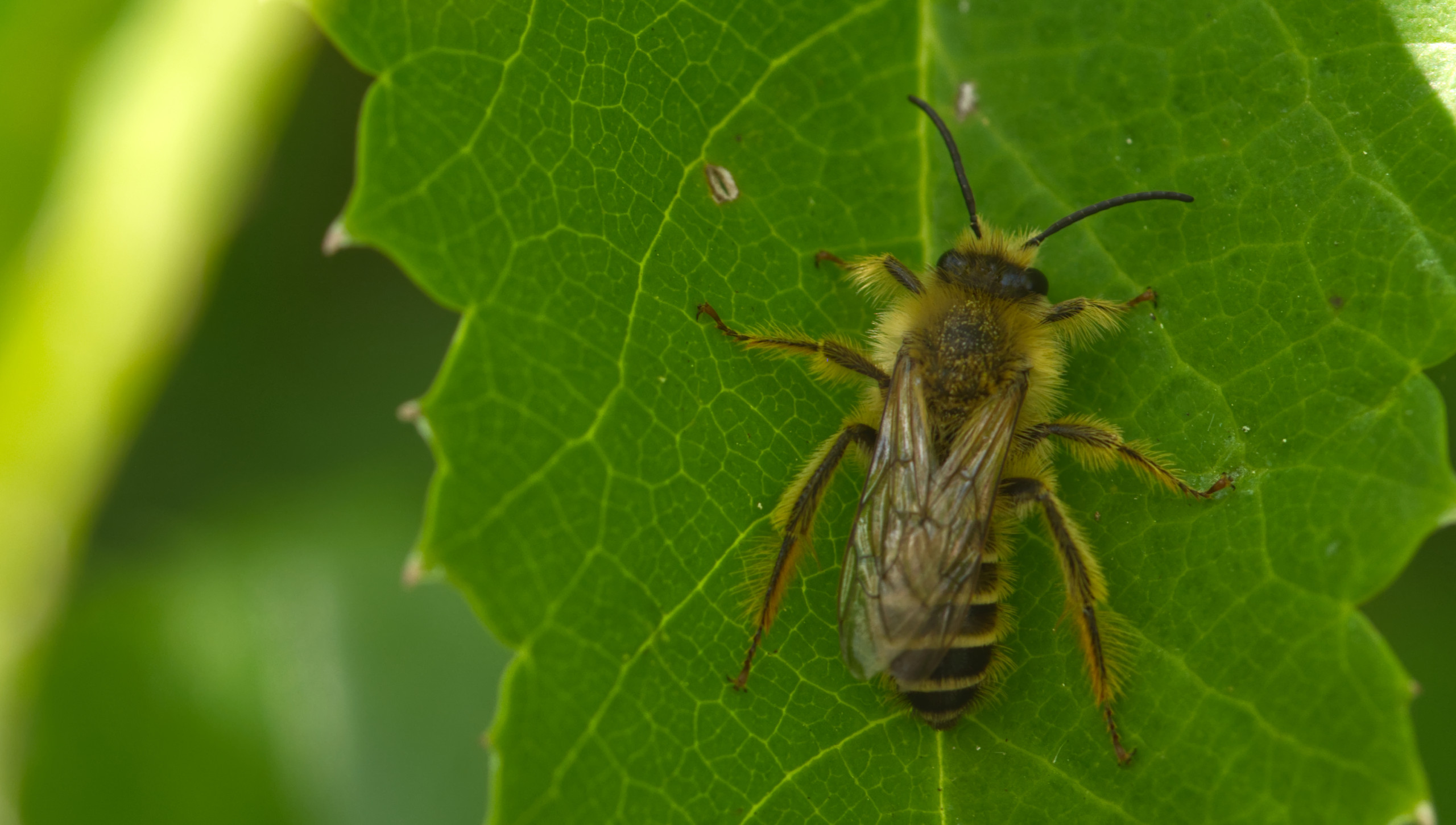 Weißhaar-Sandbiene (Andrena gravida)