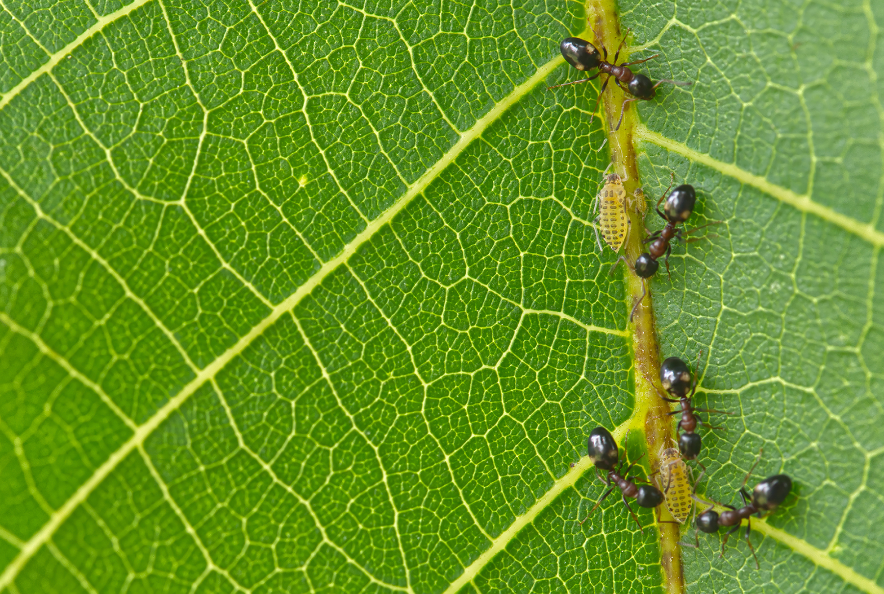 Vierpunktameisen (Dolichoderus quadripunctatus) mit Nachwuchs02