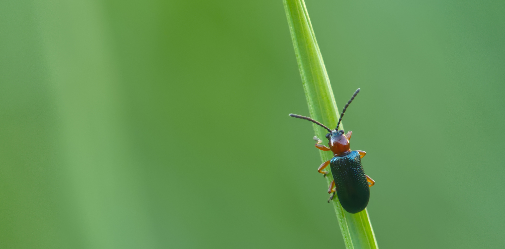 Getreidehähnchen01 (Oulema melanopus/duftschmidi)
