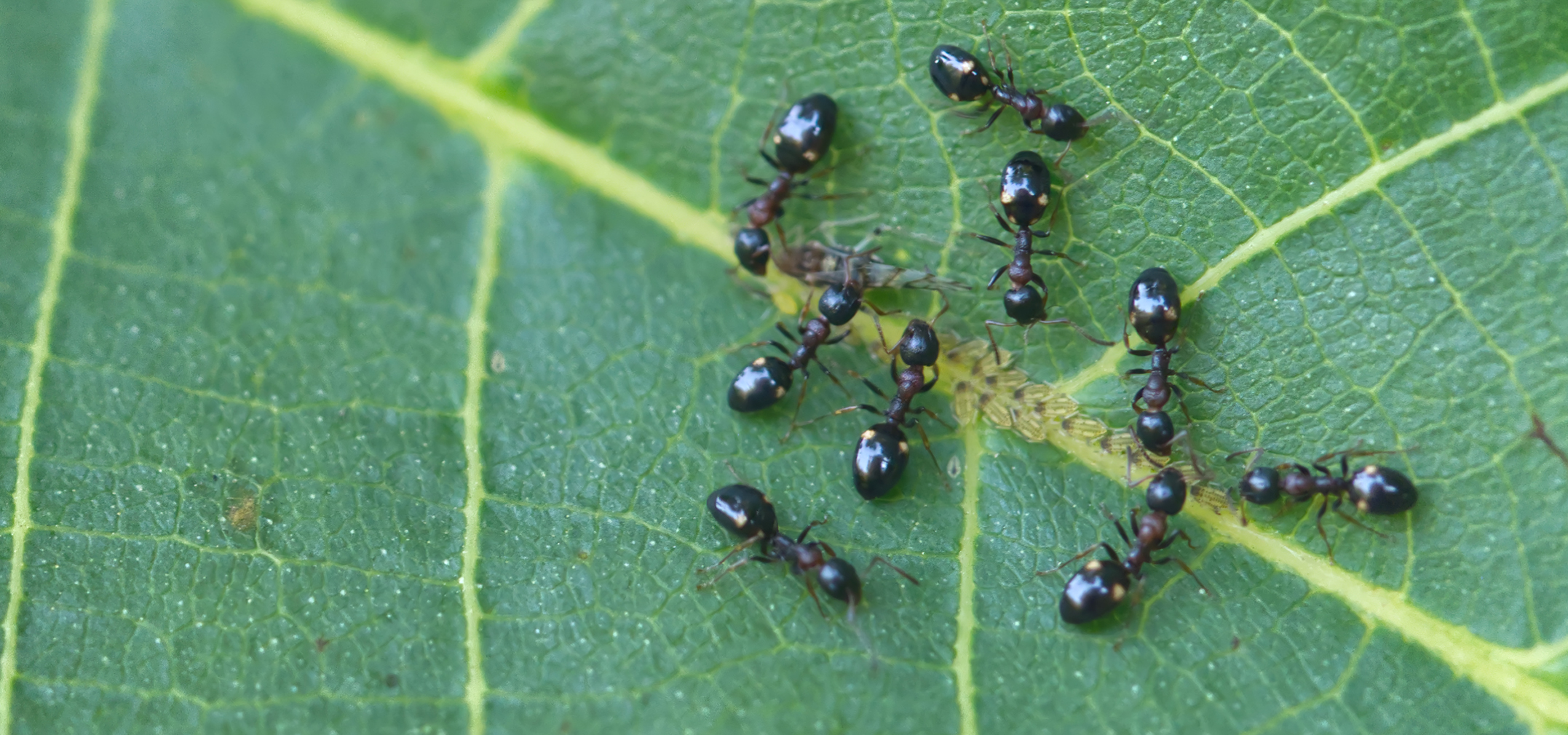 Vierpunktameisen (Dolichoderus quadripunctatus) mit Nachwuchs01
