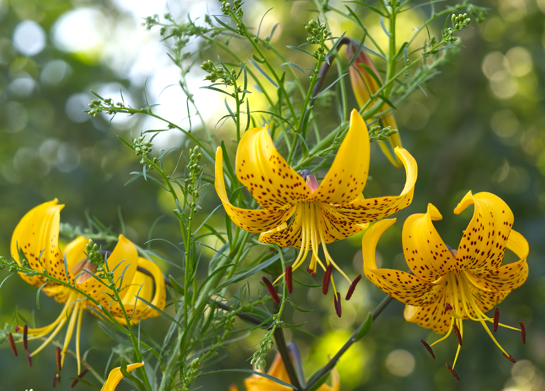 Tigerlilie (Lilium Tigrinum leichtlinii)