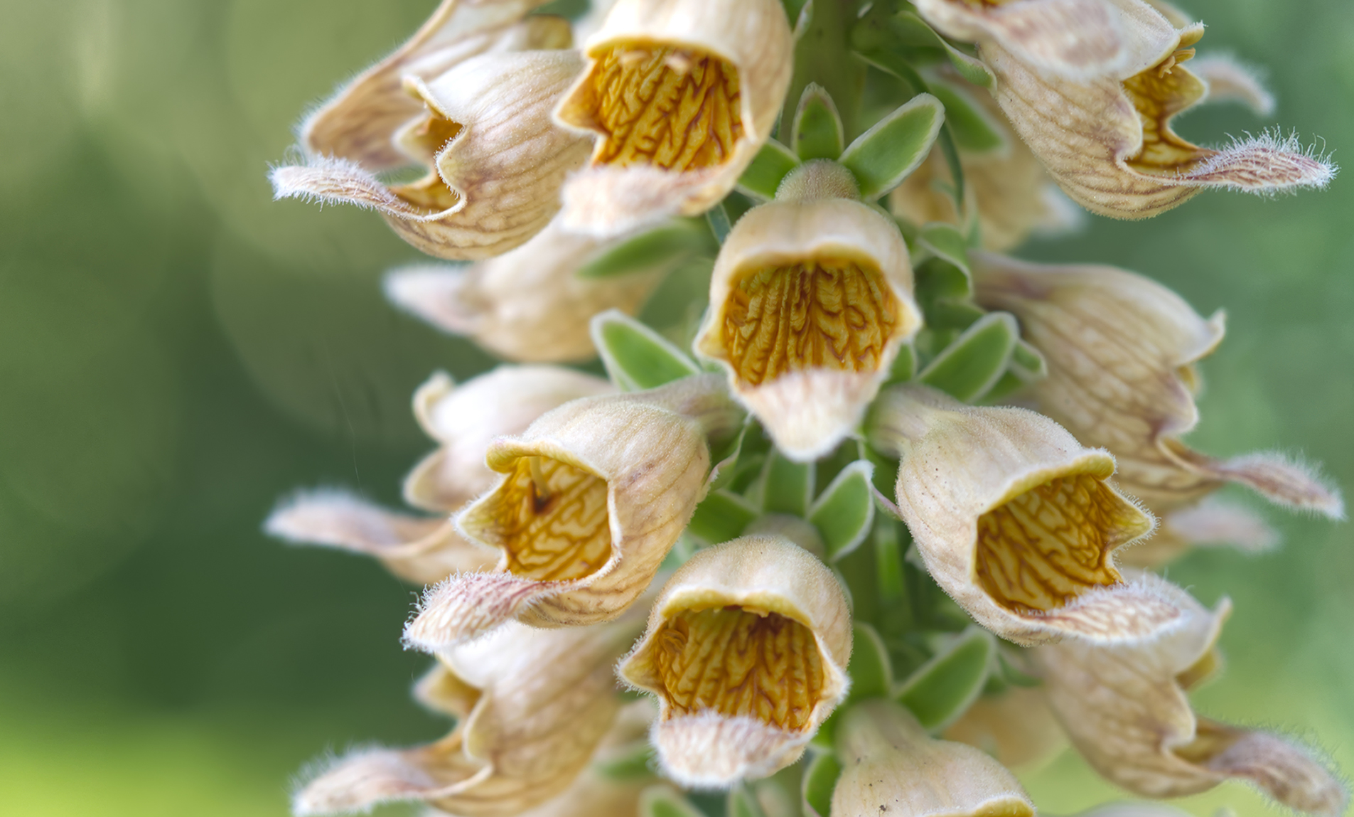 Rostfarbener Fingerhut (Digitalis ferruginea)