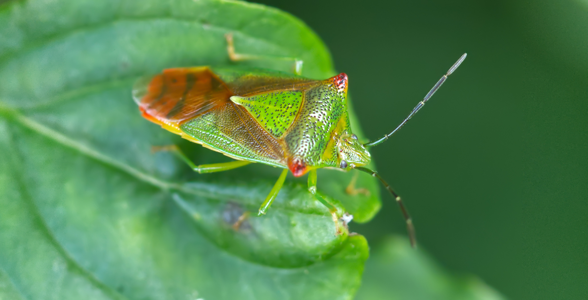 Korbblütlerwanze (Antheminia lunulata)