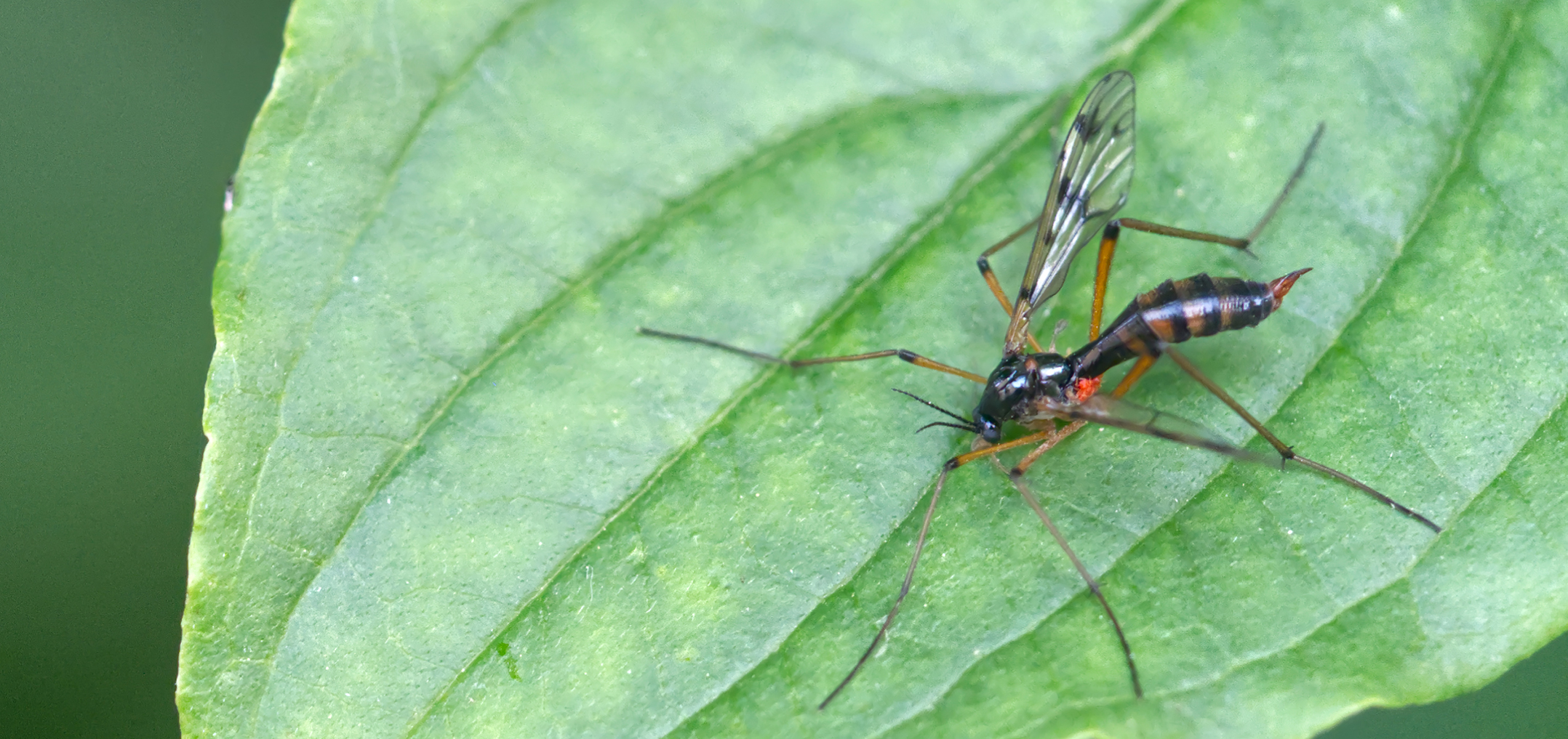 Faltenmücke (Ptychoptera contaminata)