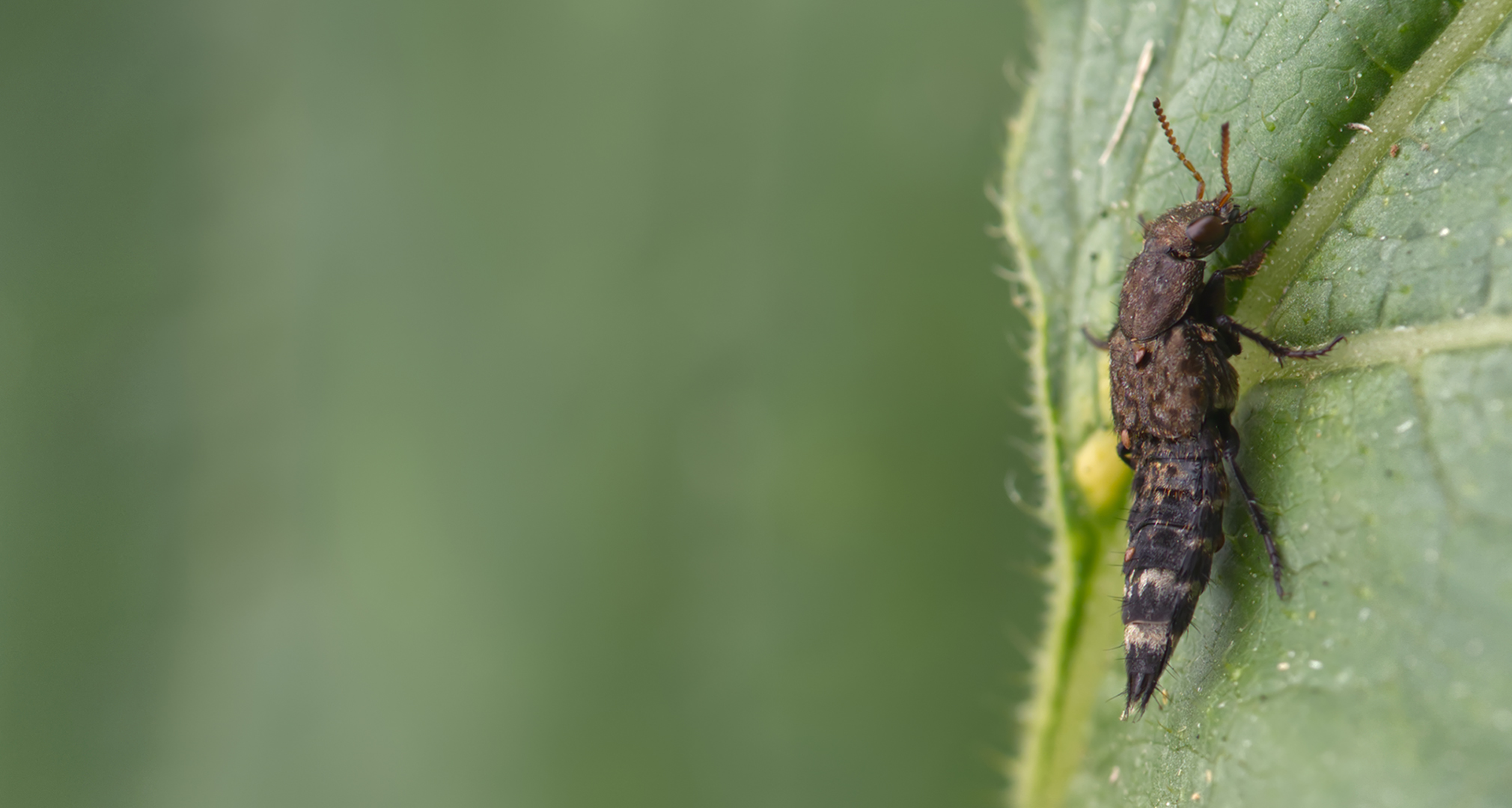 Kurzflügler (Ontholestes haroldi)