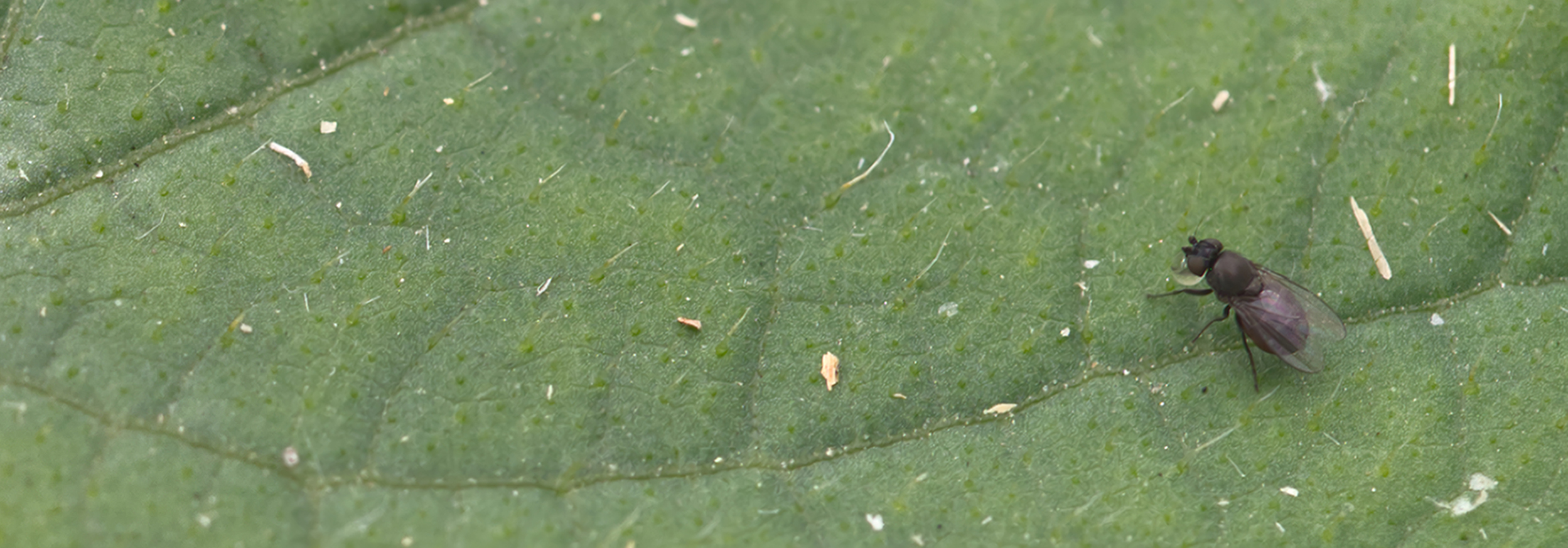 Desmometopa sp. (Nistfliege) mit Verdauungstropfen