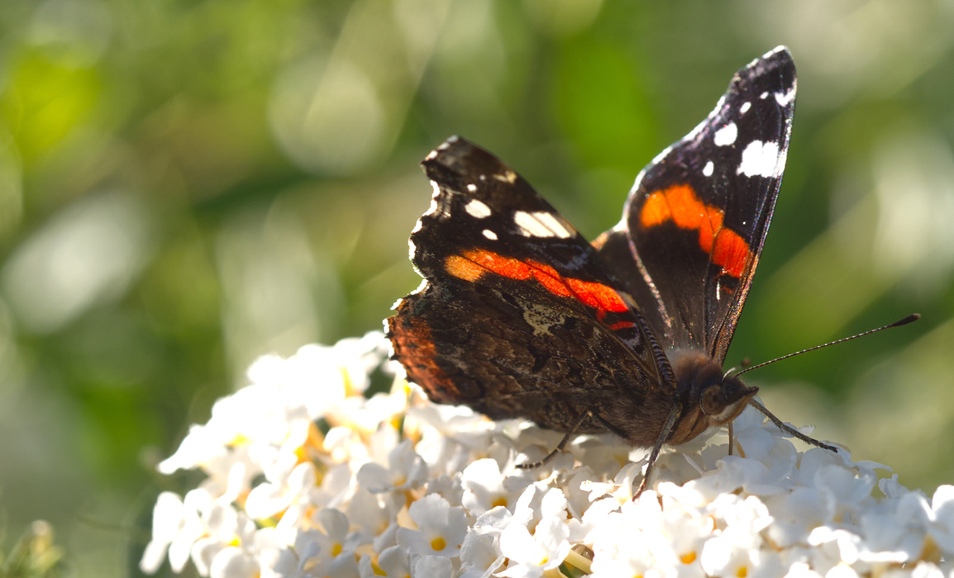 Admiral02 (Vanessa atalanta)