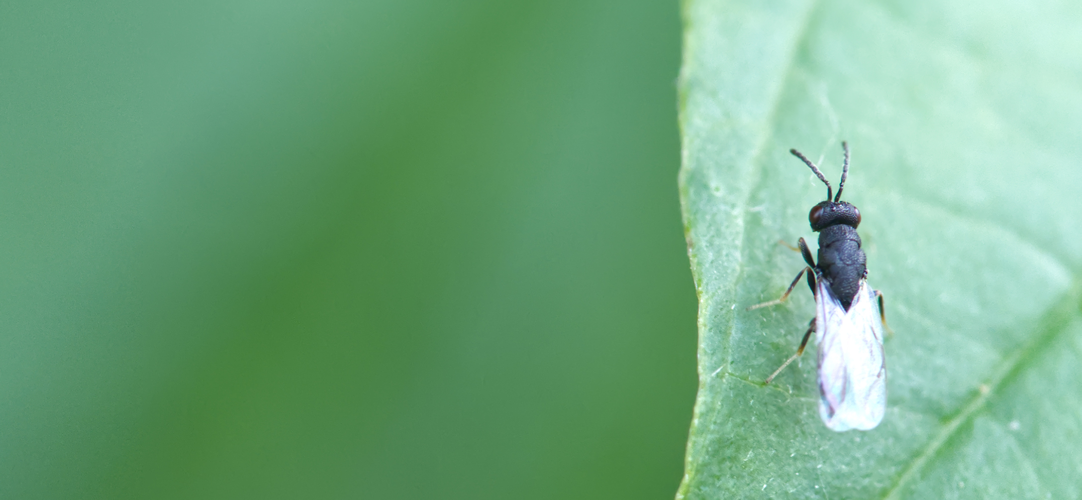 Räuberische Rosenerzwespe (Eurytoma rosae)