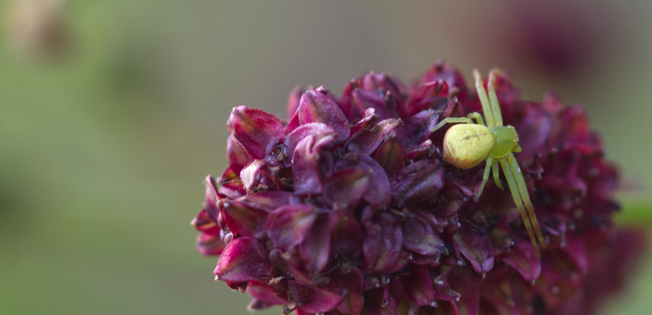 Veränderliche Krabbenspinne (Misumena vatia)