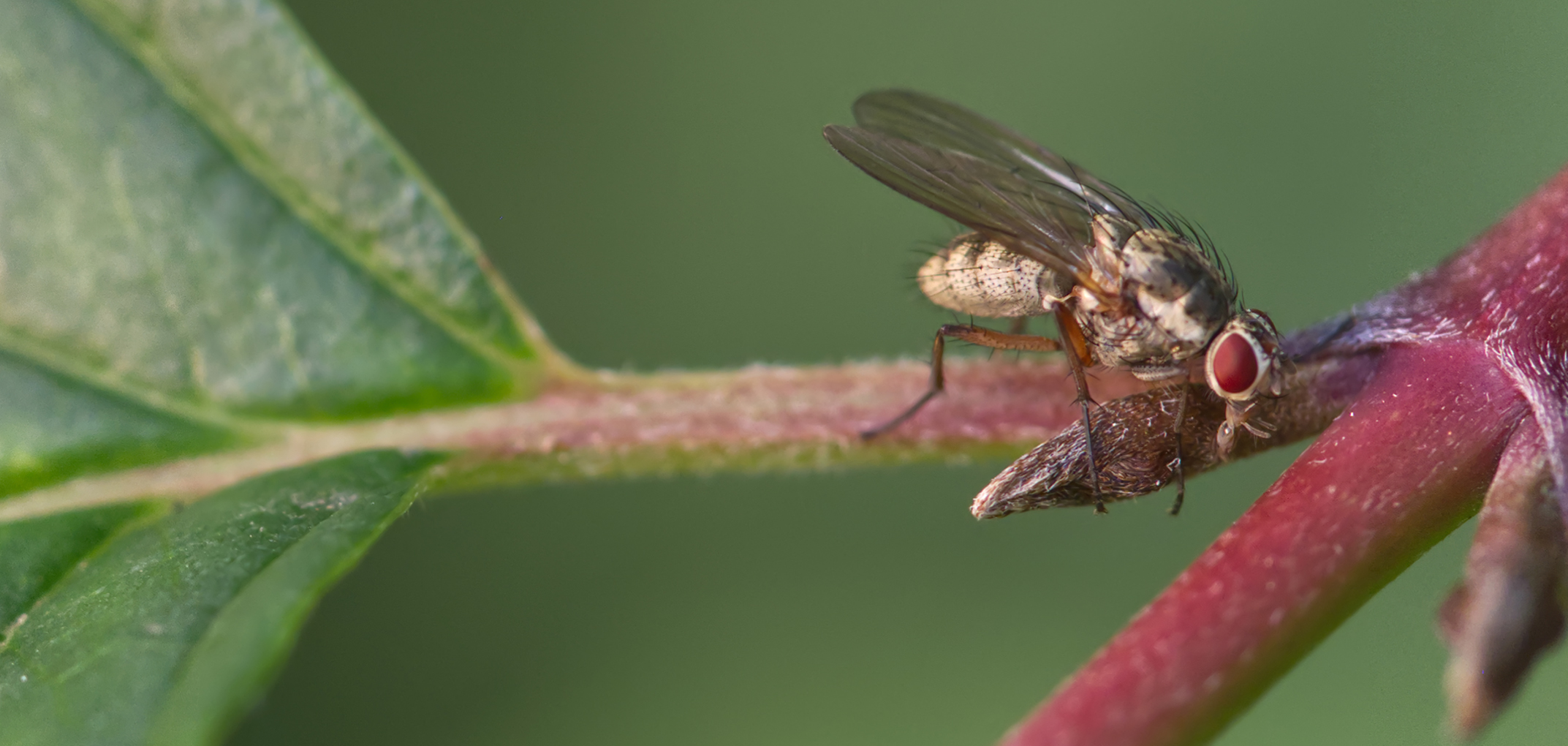 Echte Fliege (Coenosia testacea)