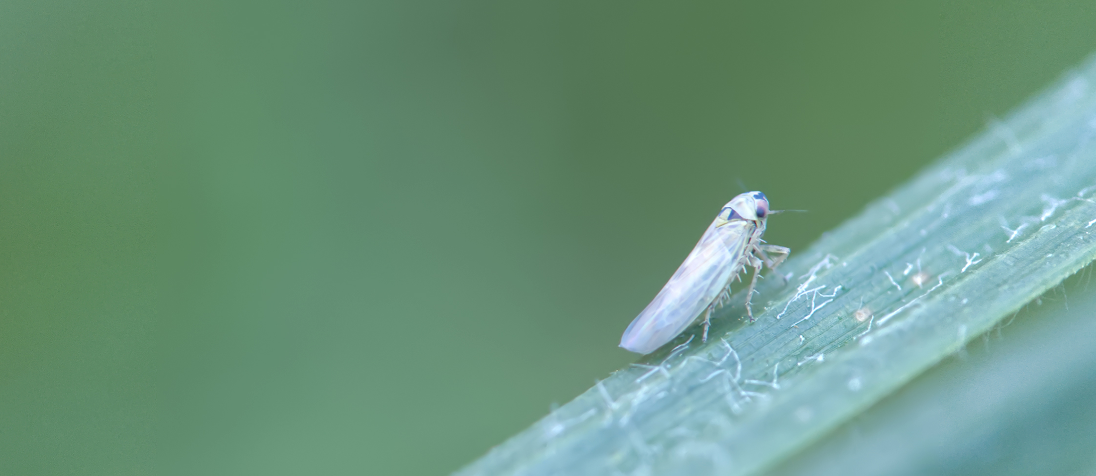 Nesselwanderzirpe01 (Macrosteles variatus)