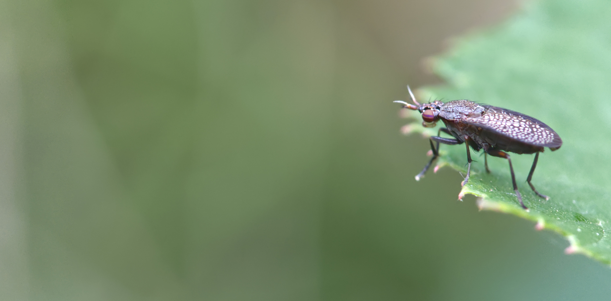 Melierte Schneckenfliege (Coremacera marginata)