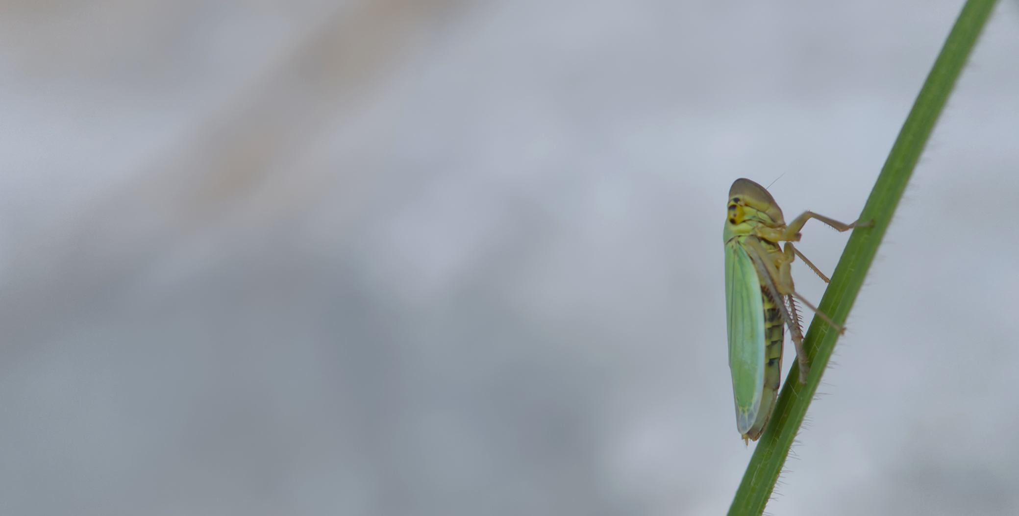Binsenschmuckzikade02 (Cicadella viridis)