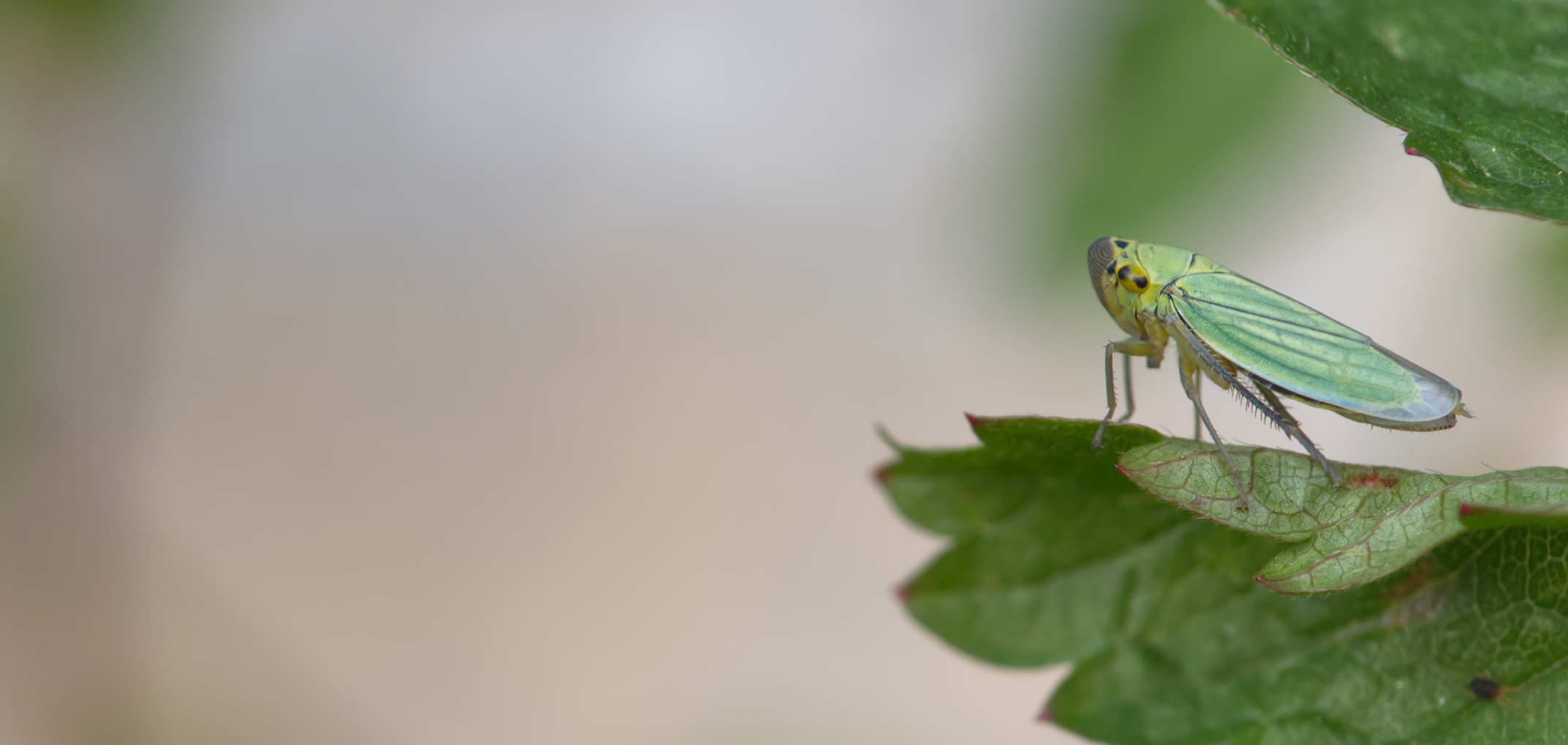 Binsenschmuckzikade01 (Cicadella viridis)