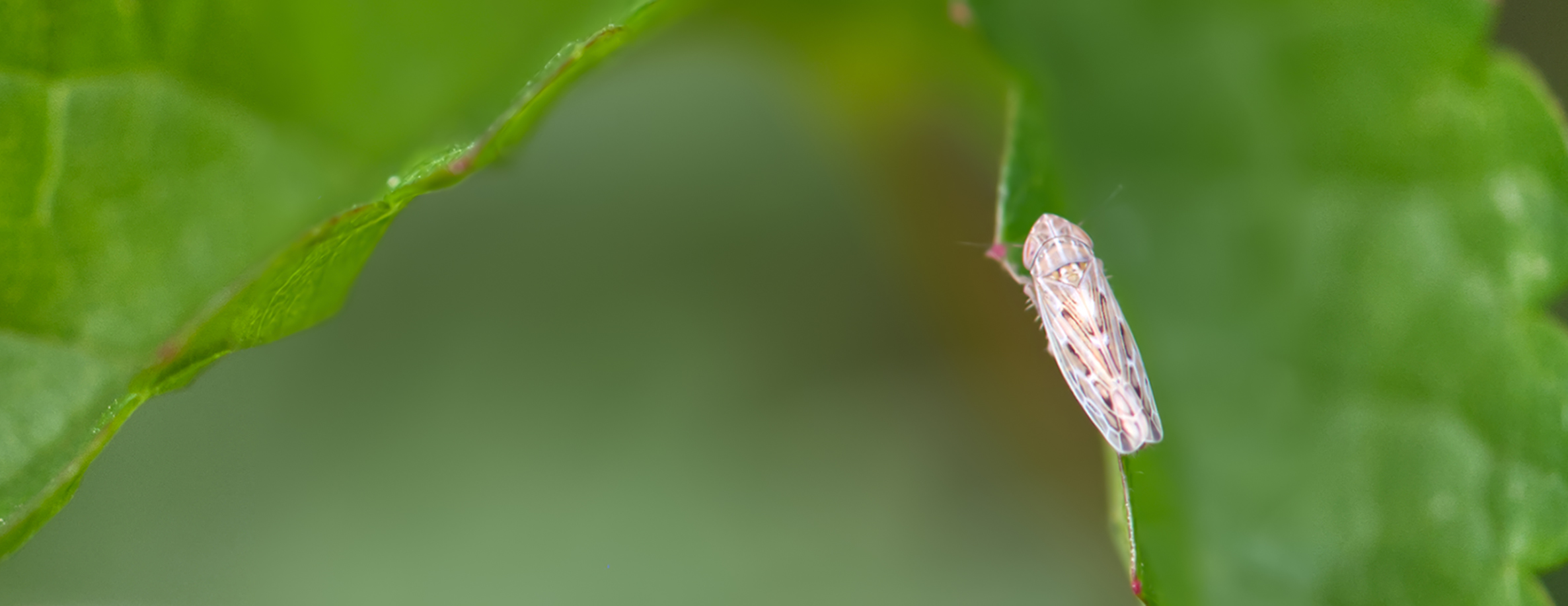 Kandelabergraszirpe (Arocephalus longiceps)