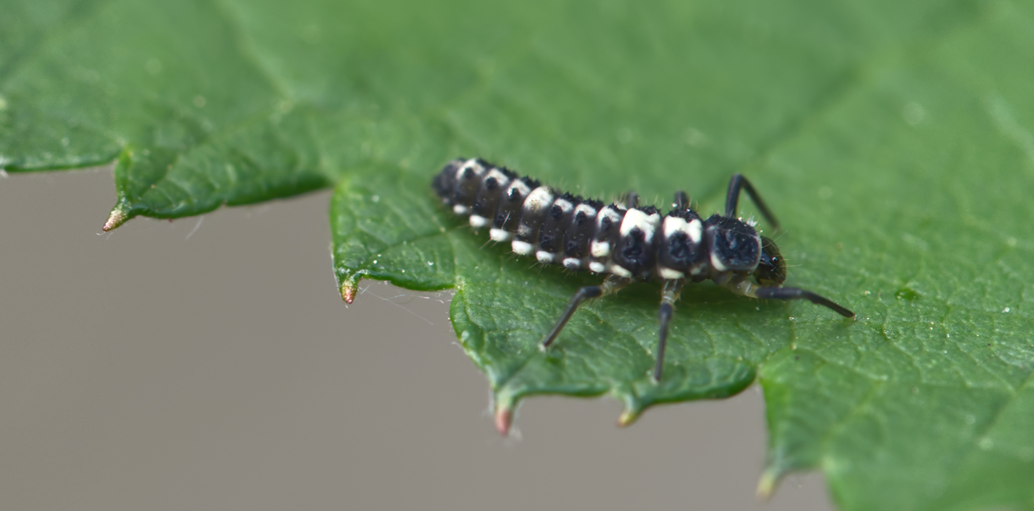 Vierzehnpunkt-Marienkäfer (Propylea quatuordecimpunctata)