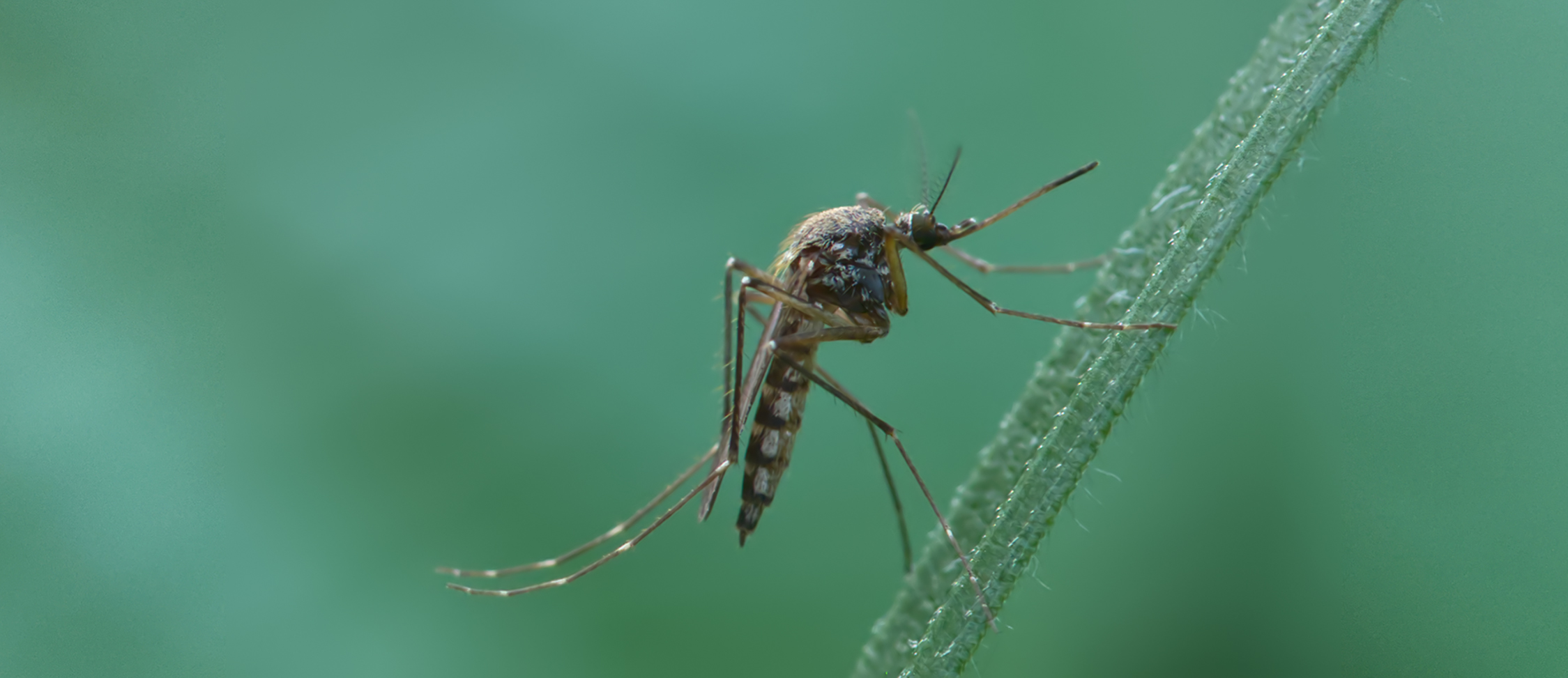 Stechmücke (Aedes cantans02)