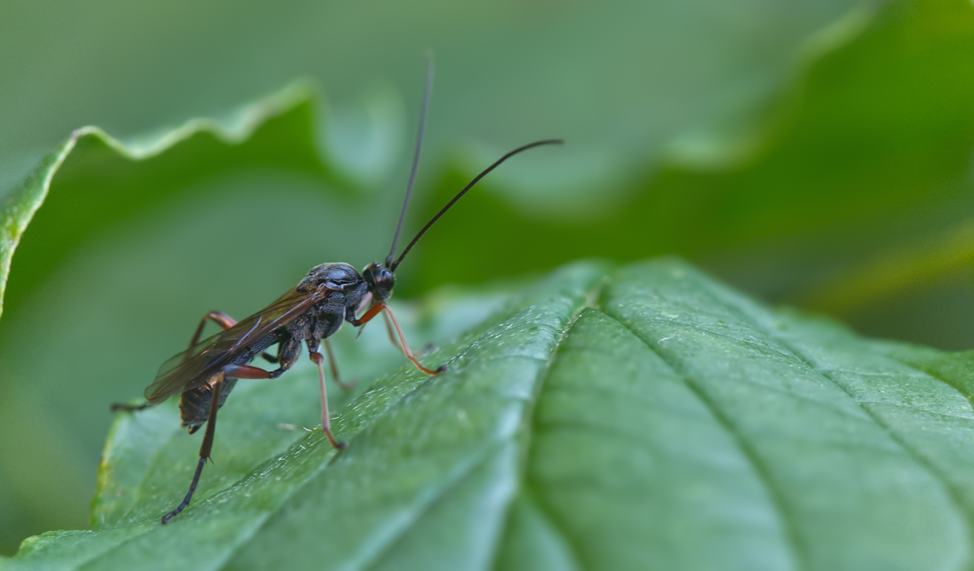 Schlupfwespe (Odontocolon dentipes)