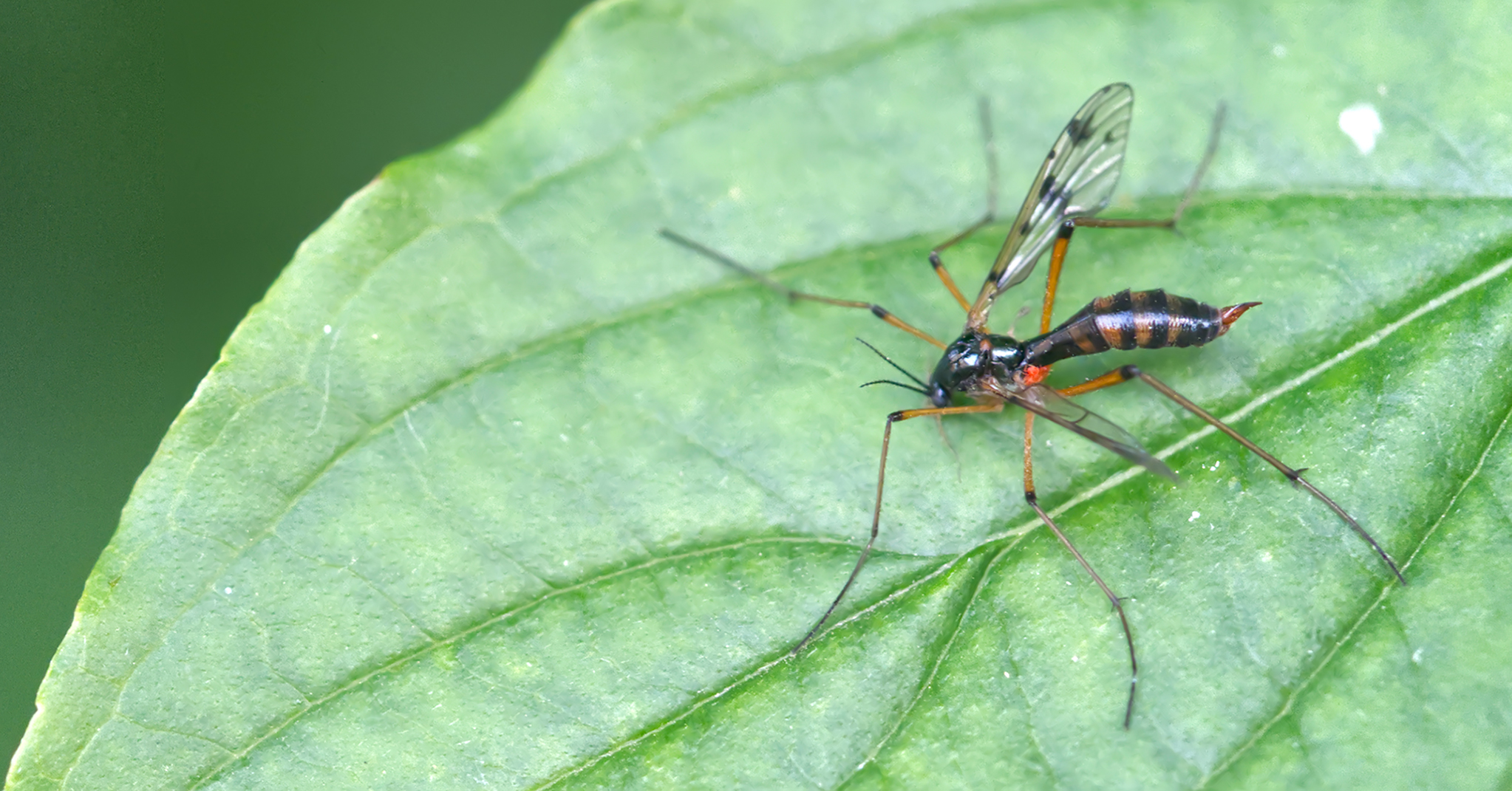 Faltenmücke (Ptychoptera contaminata)