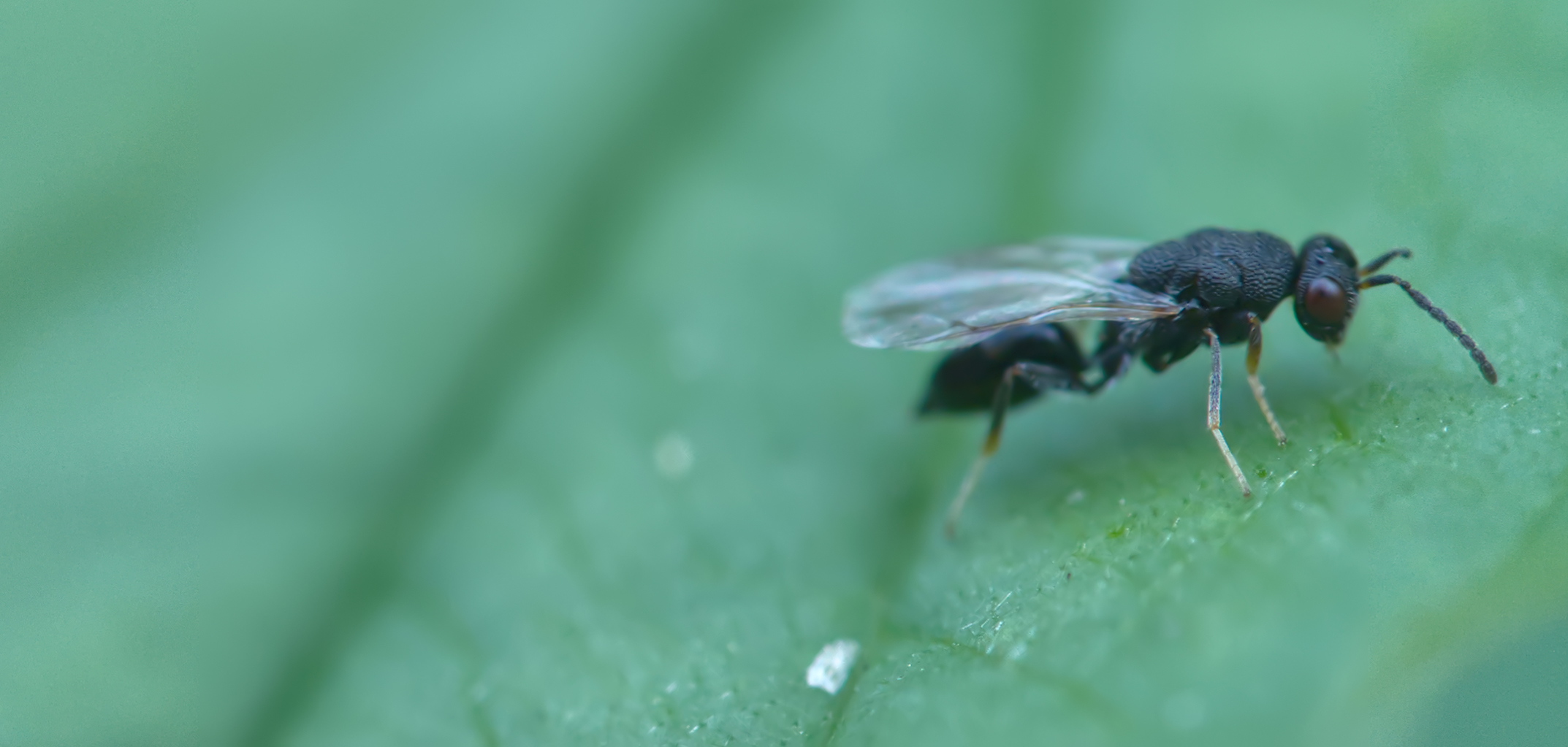 Räuberische Rosenerzwespe (Eurytoma rosae)