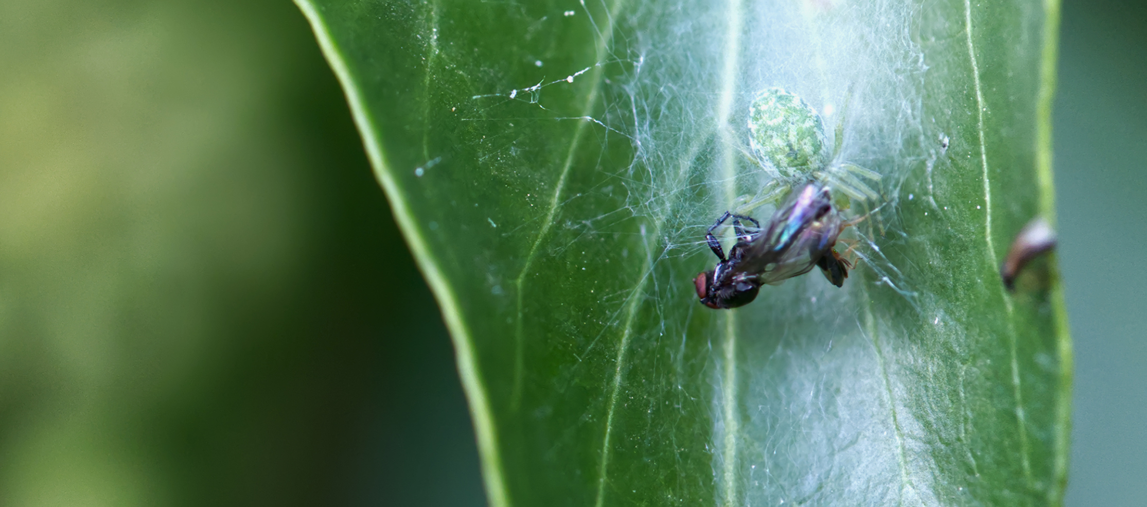 Grüne Kräuselspinne (Nigma walckenaeri)