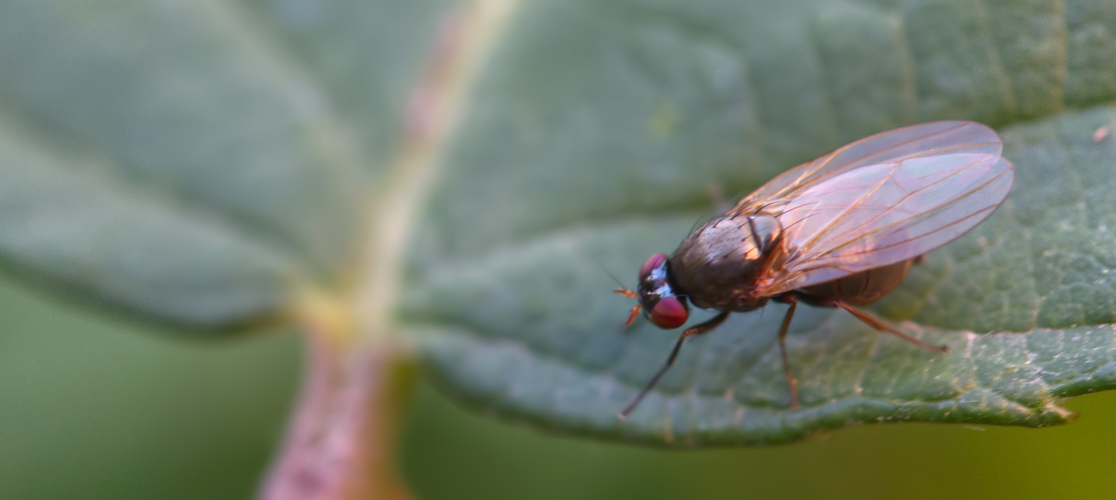 Nistfliege (Desmometopa sp.02)