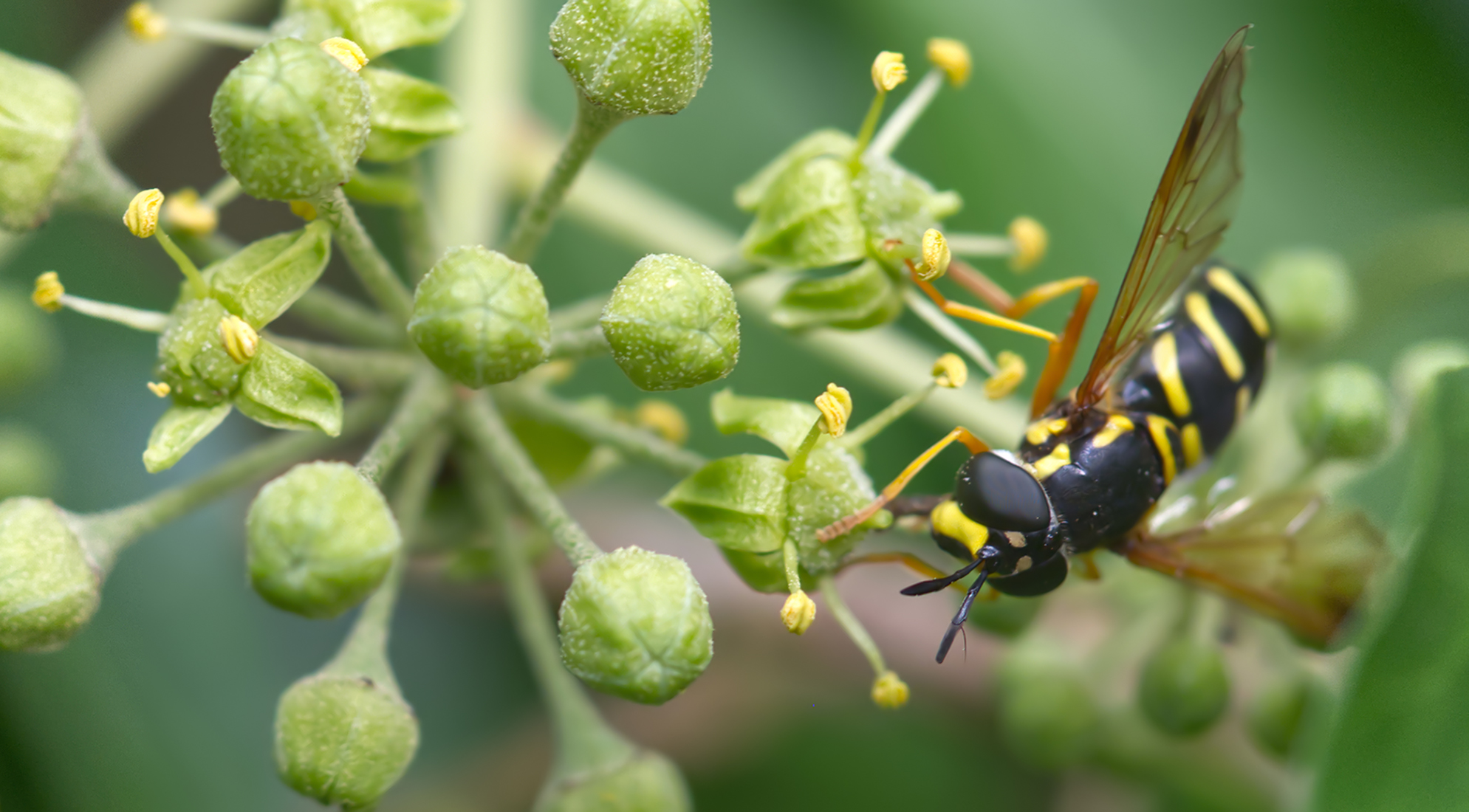 Späte Wespenschwebfliege (Chrysotoxum festivum)