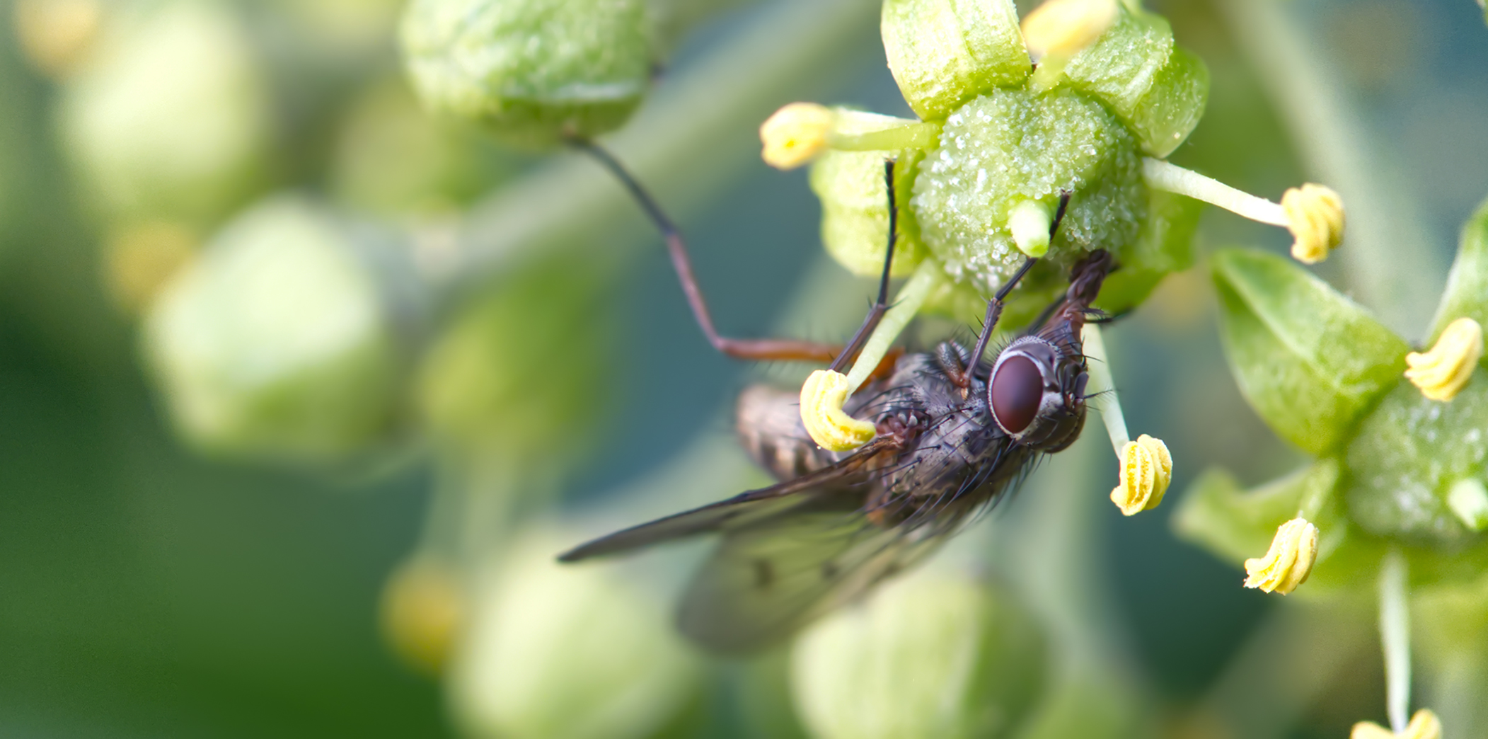 Echte Fliege (Helina evecta)