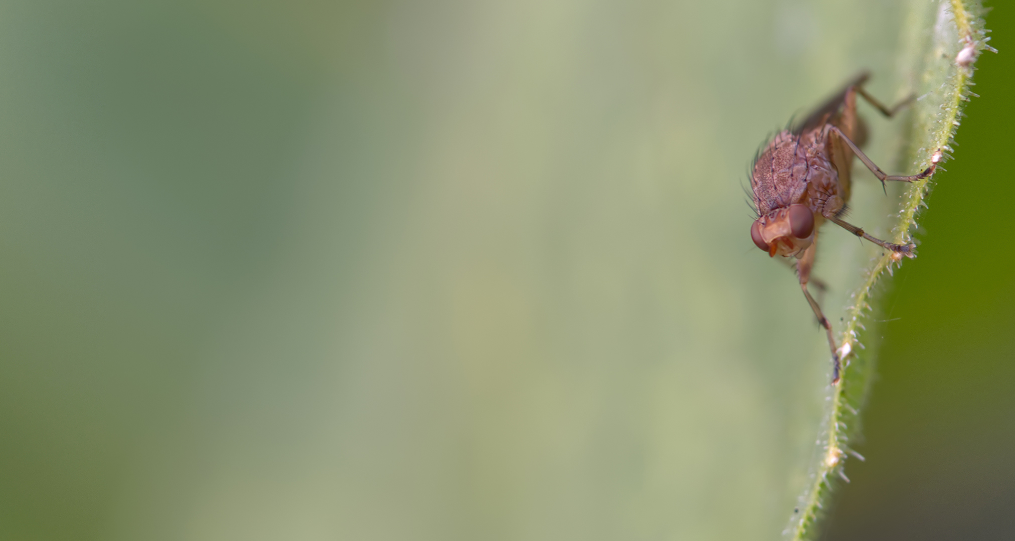 Scheufliege (Suillia affinis)