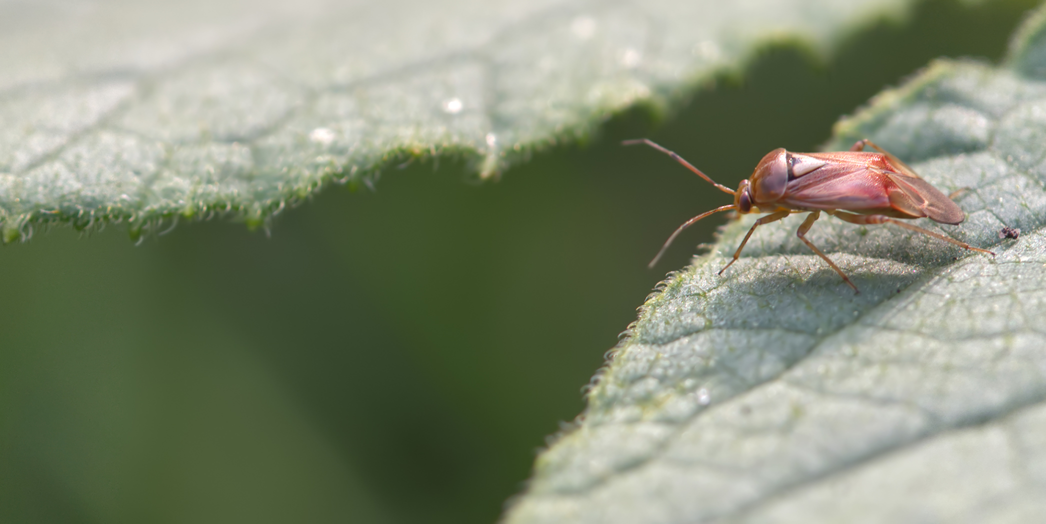 Rote Weichwanze (Deraeocoris ruber)