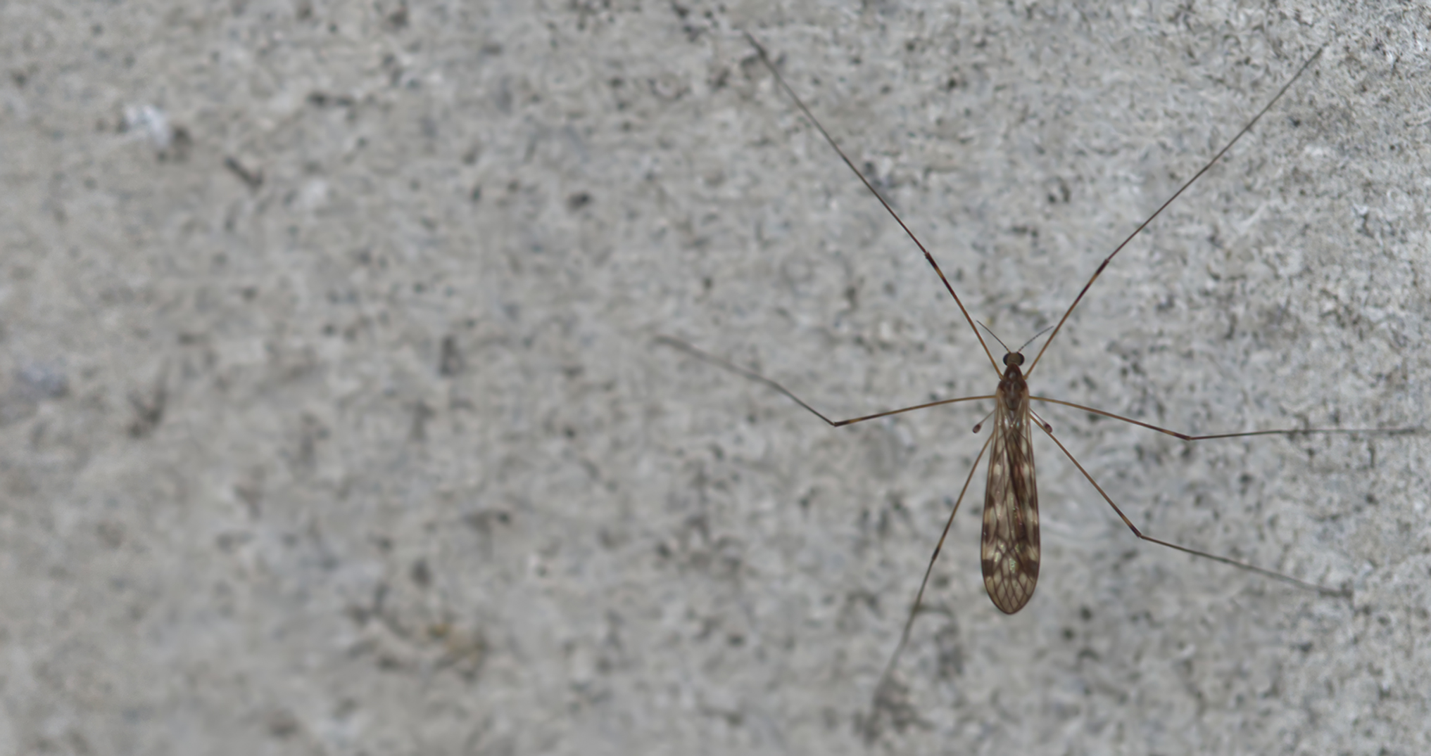 Stelzmücke (Limonia hercegovinae)