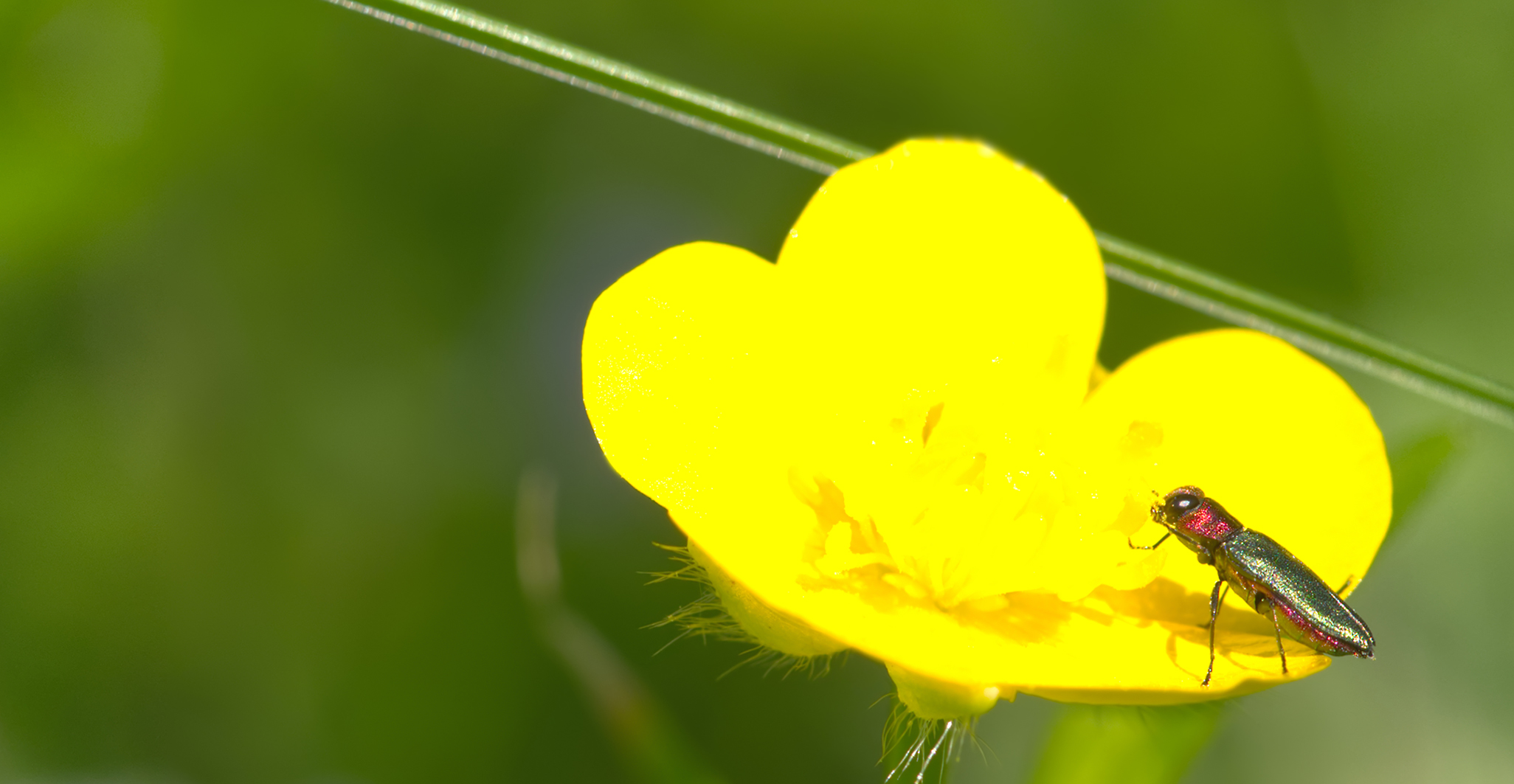Zierlicher Prachtkäfer (Anthaxia nitidula)