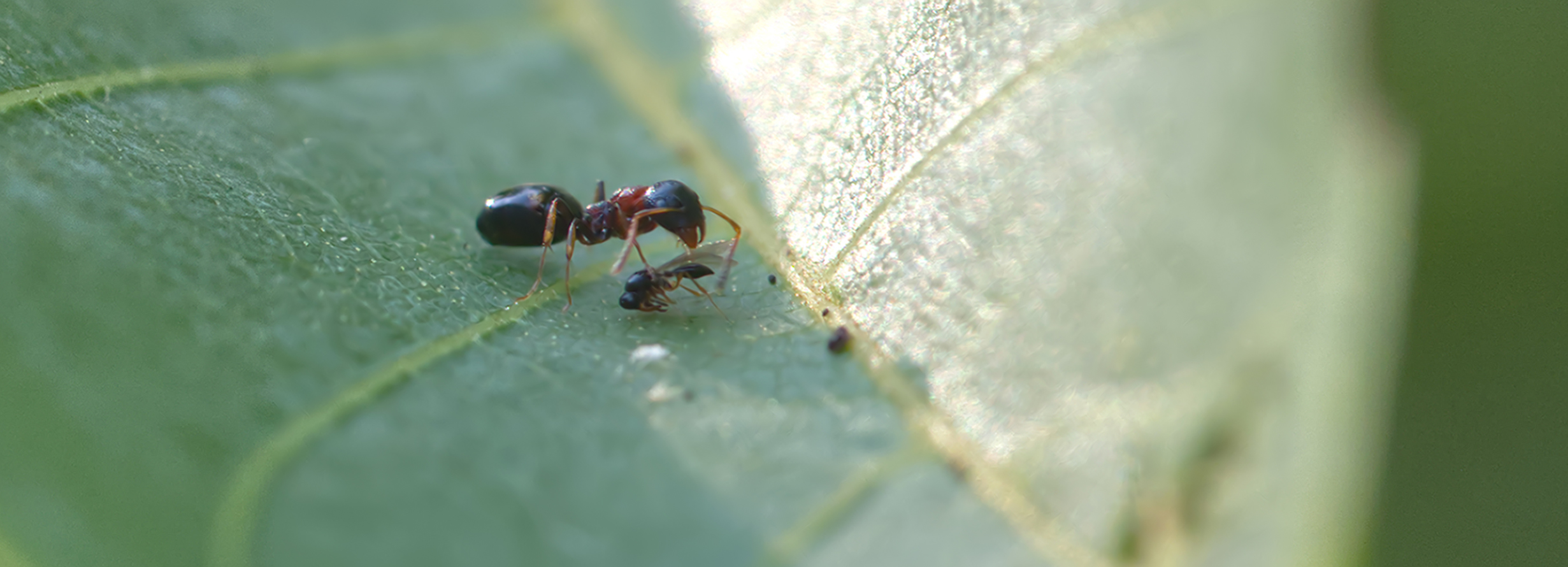 Vierpunktameise (Dolichoderus quadripunctatus) mit kleiner Wespe