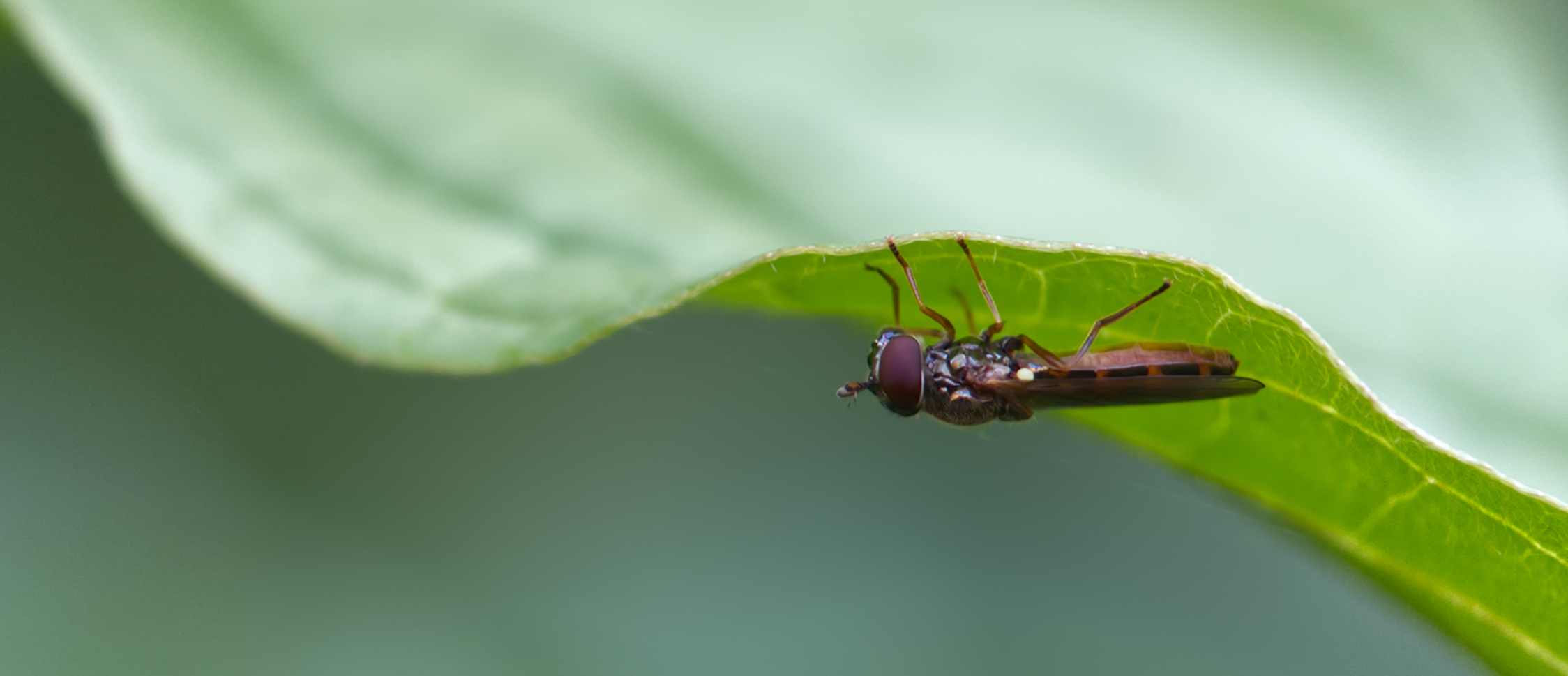Goldhalsschwebfliege02 (Meliscaeva auricollis)