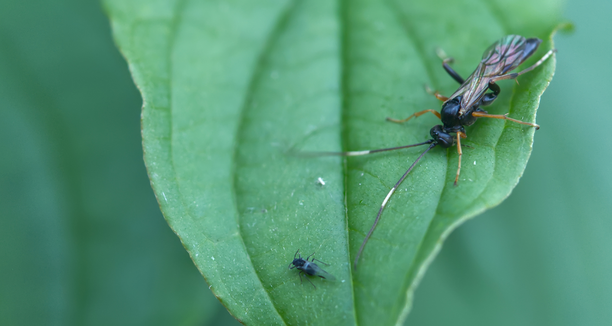 Schlupfwespe (Platylabini sp.) mit Blattlaus