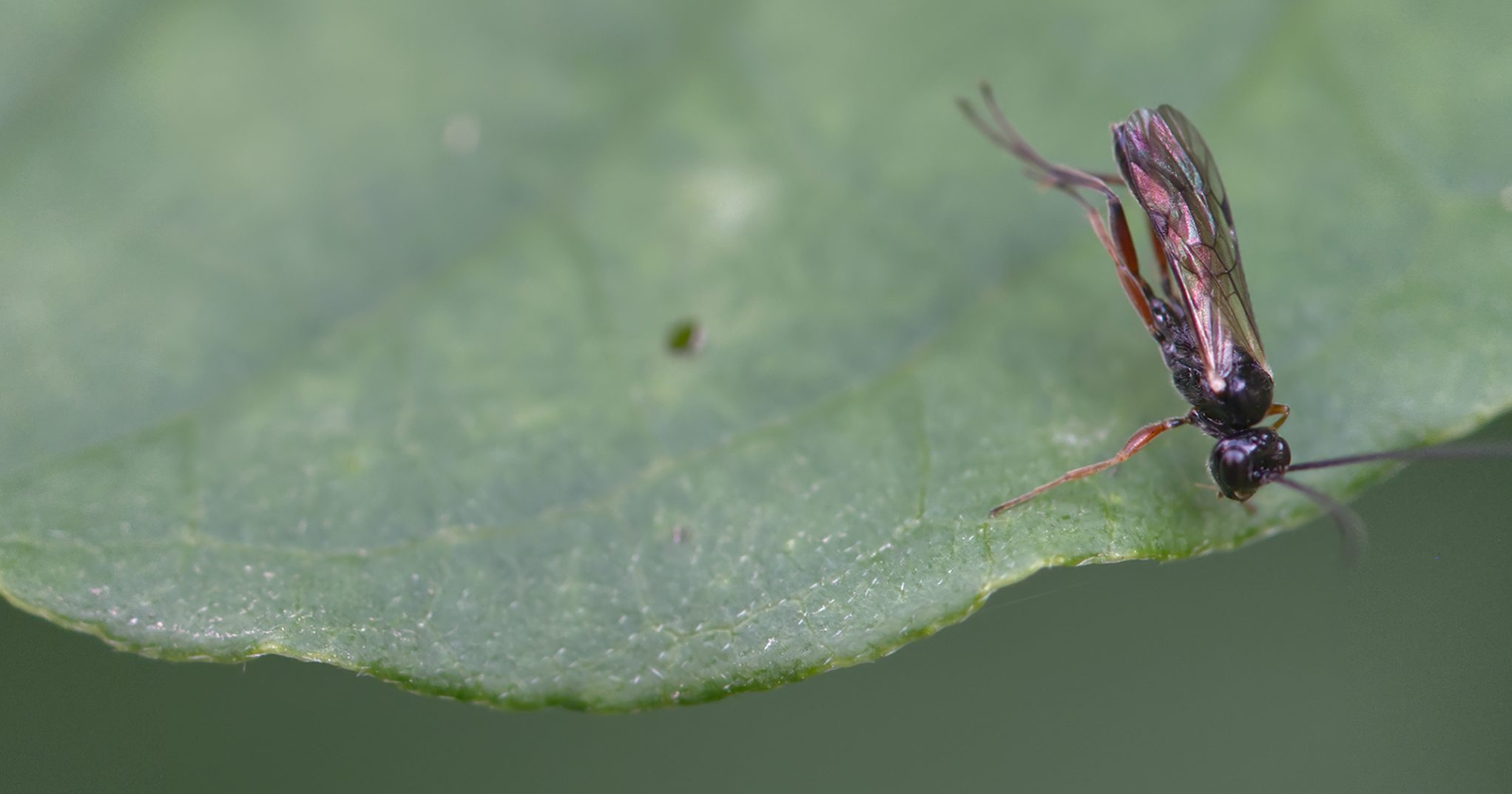 Schlupfwespe (Aphidius colemani02)
