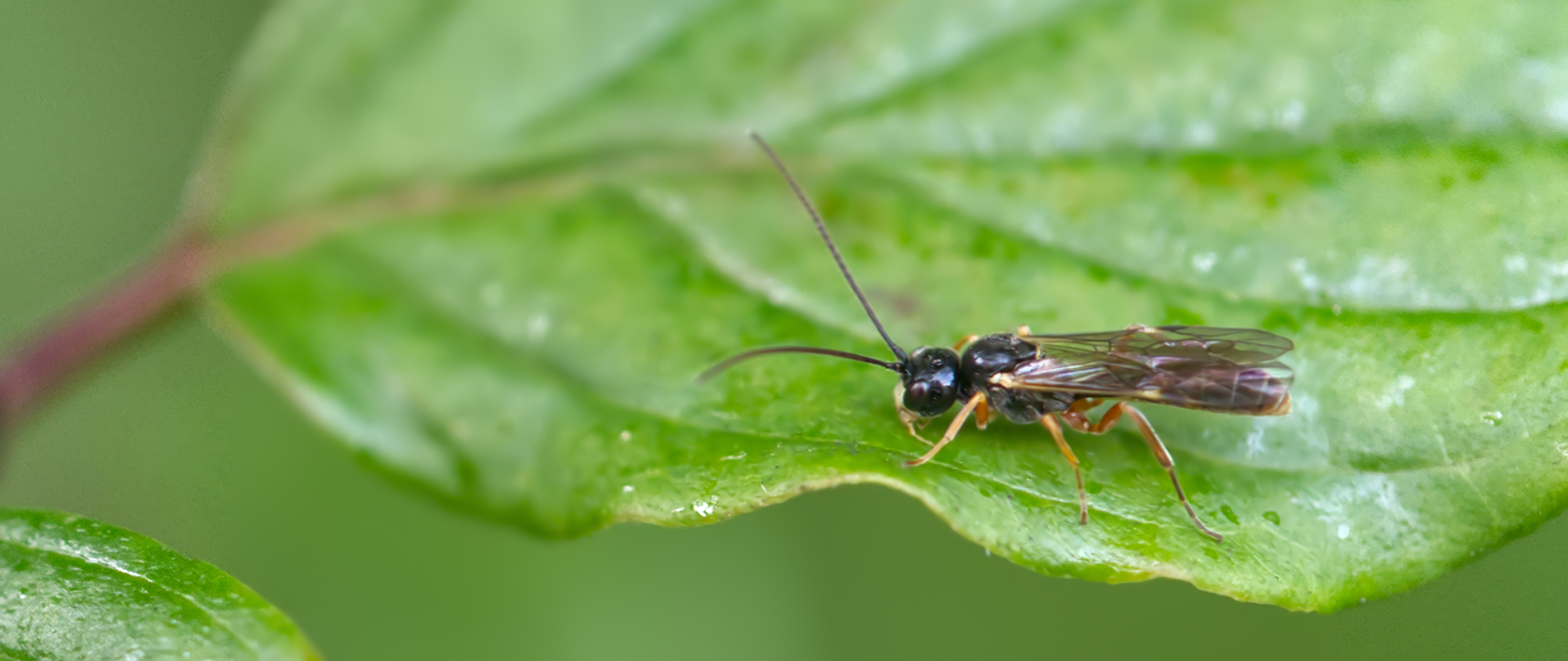 Schlupfwespe (Orthopelma mediator)