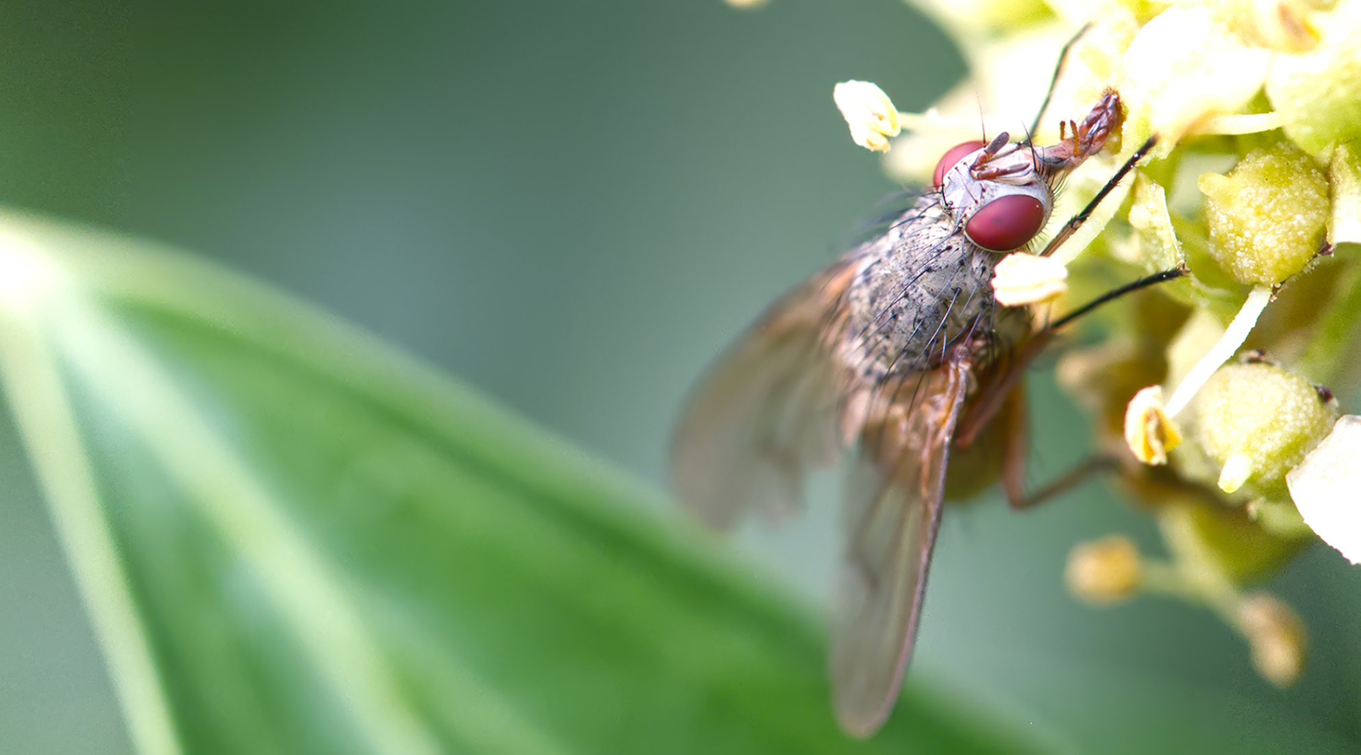 Echte Fliege (Helina impuncta)